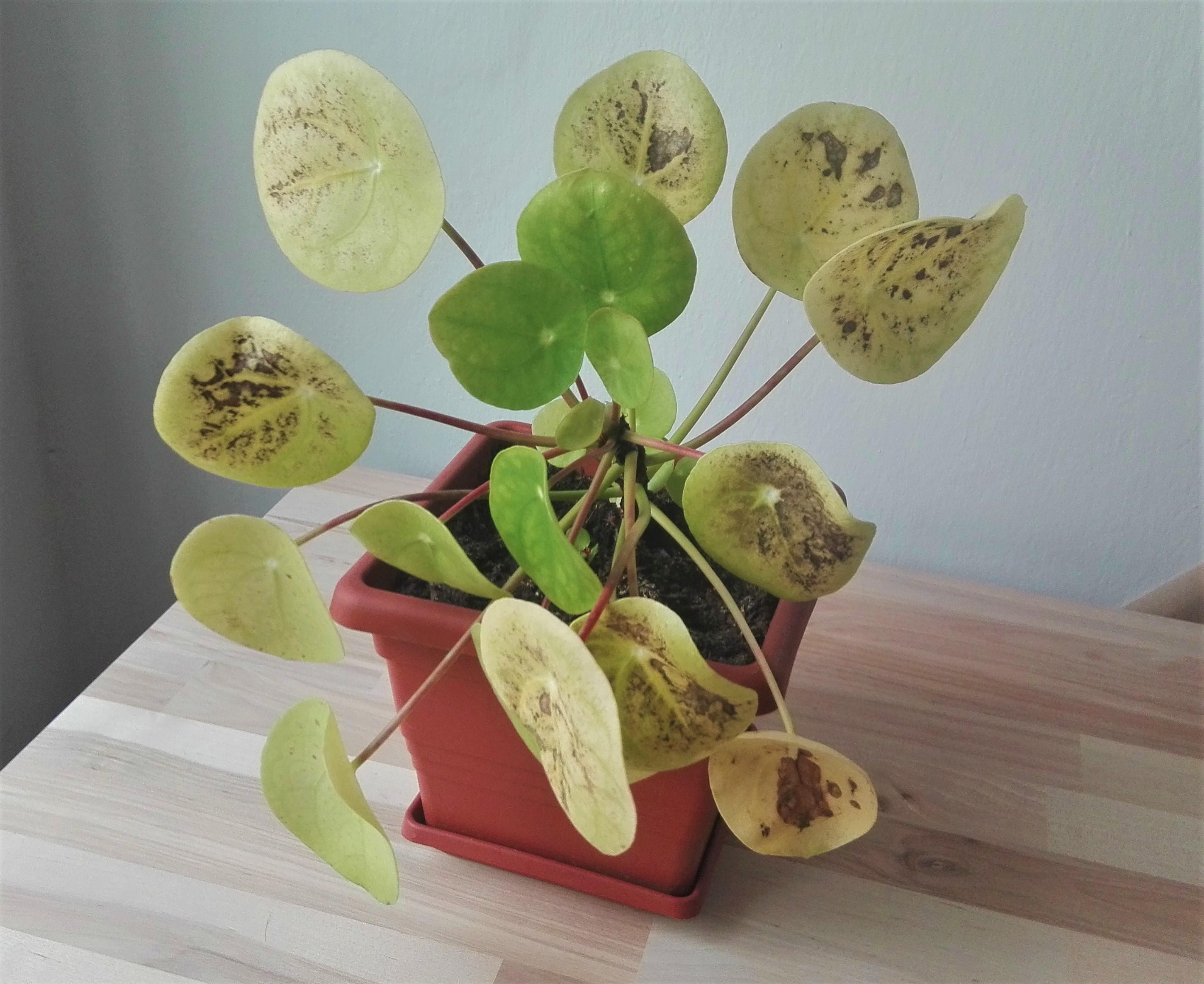 Pilea has yellowing leaves with brown spots, can I save it or should I