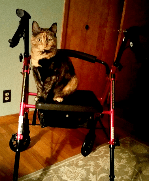 Cute cat sat on walker r/cfs