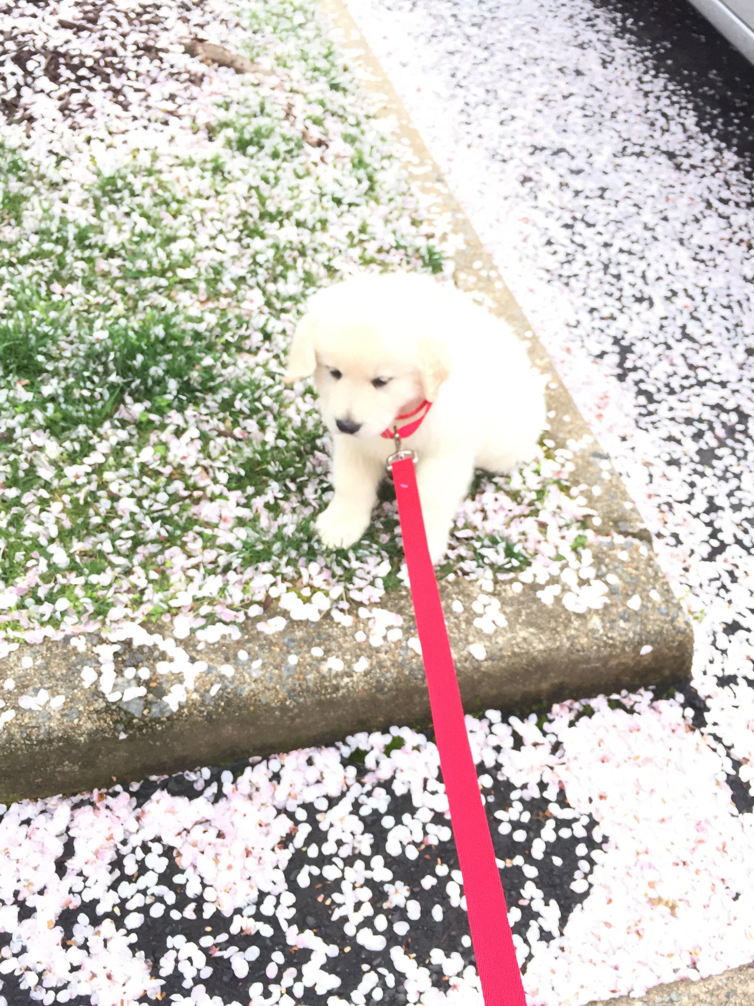 My 8 week old Great Pyrenees x Golden Retriever, Samson