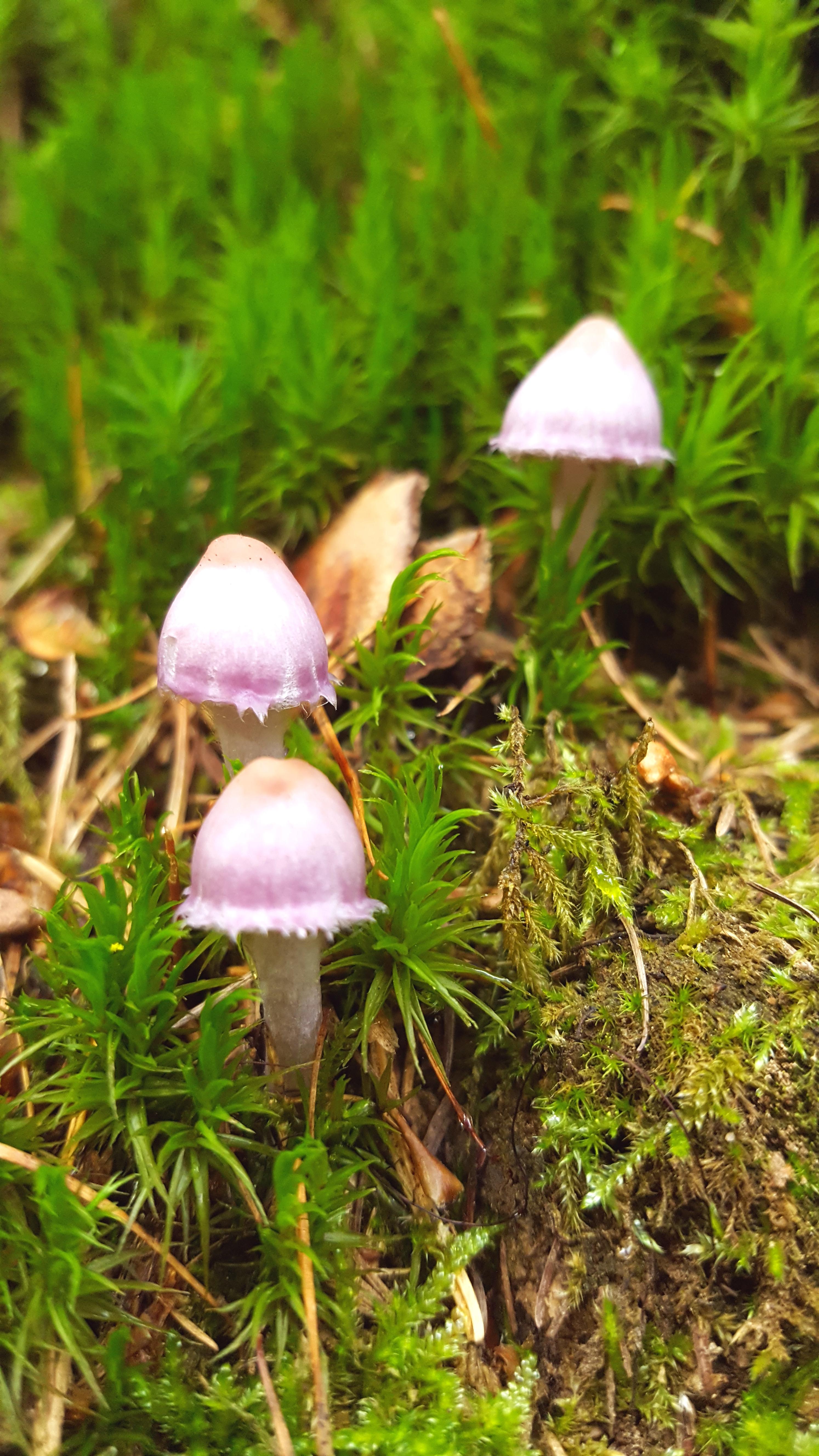 cute mushrooms r/pics