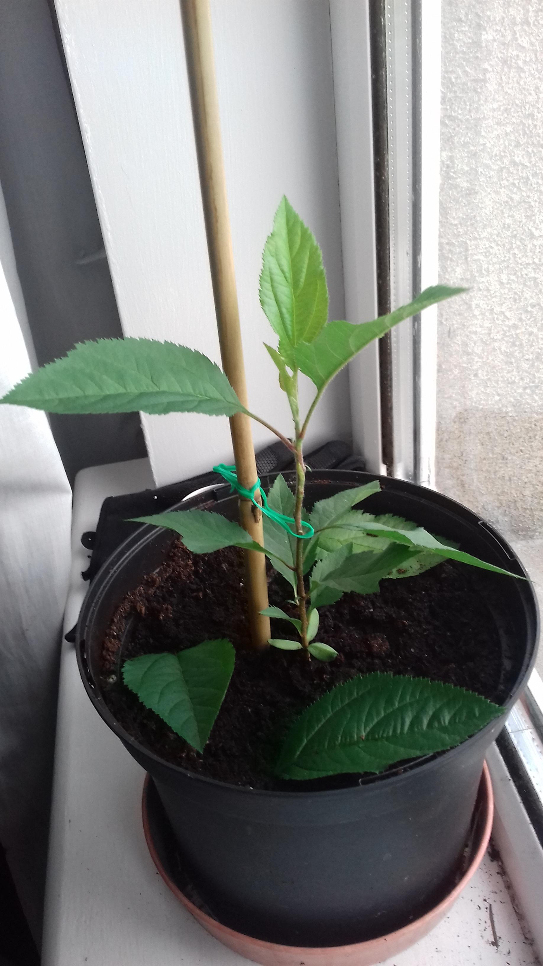 Sappling pink lady apple tree. Grown from seeds. r/gardening