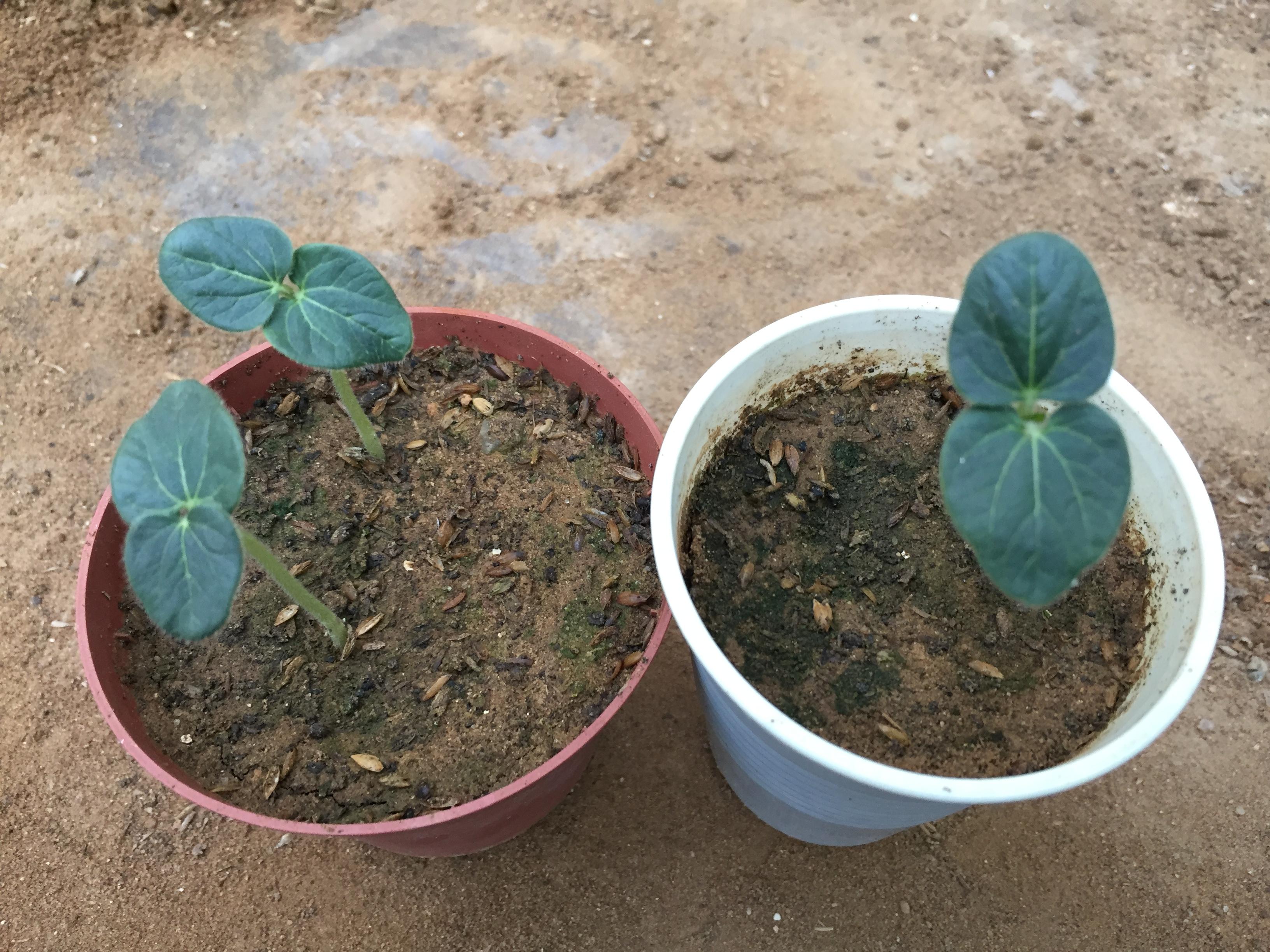 These are my okra seedlings, they look so beautiful and healthy. Most