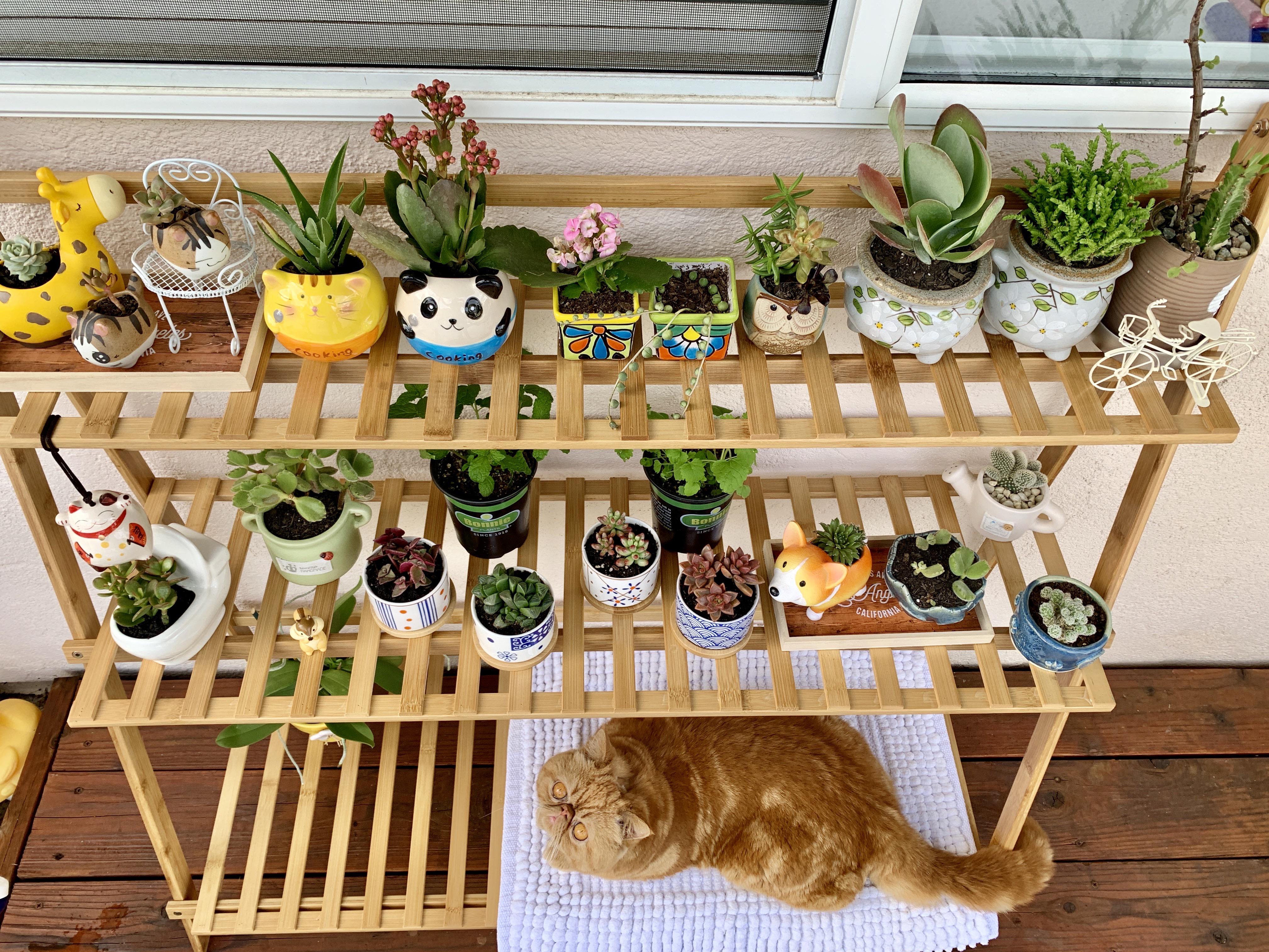 A zen garden for my cat r/succulents