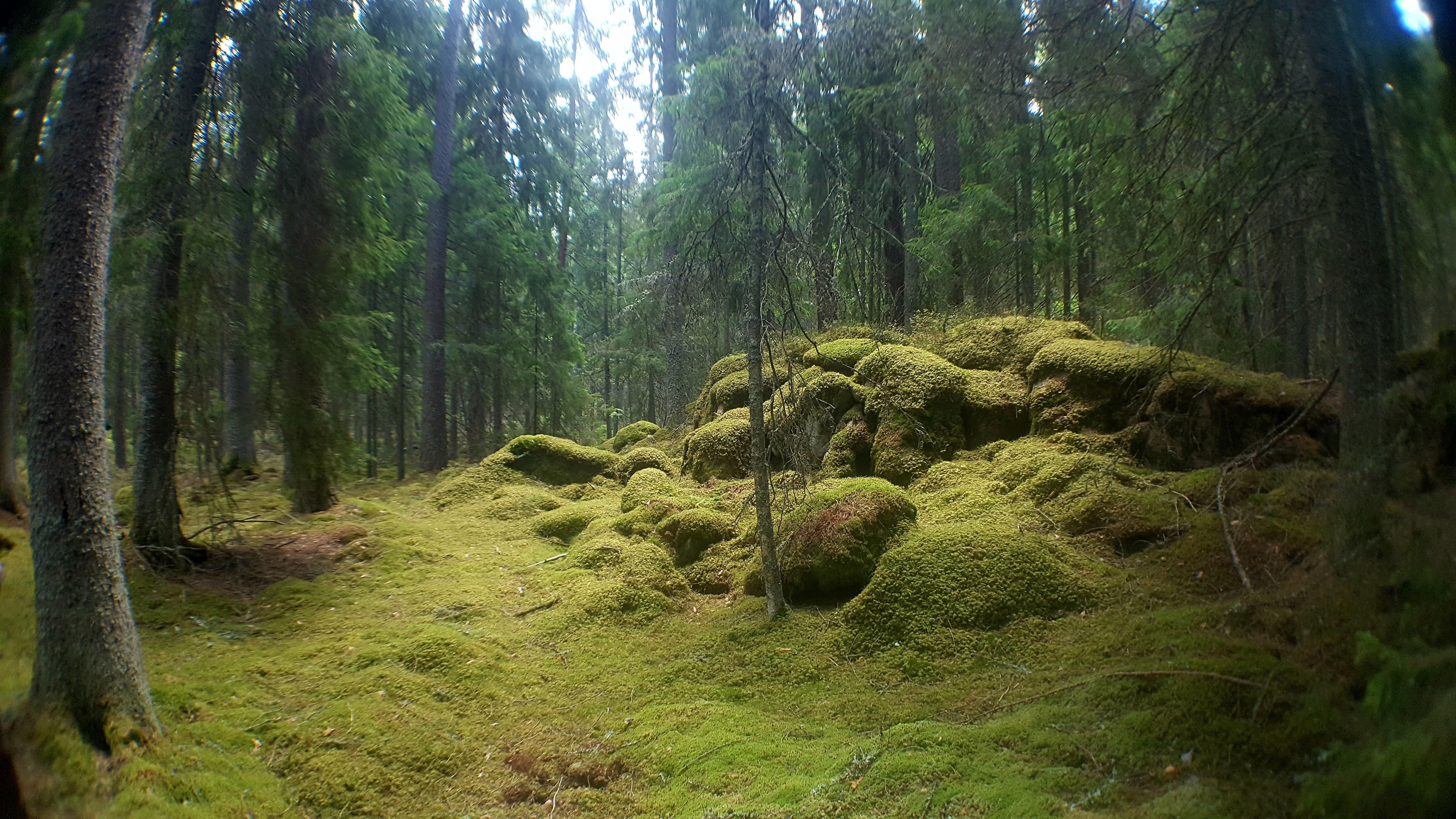 Old forest in Sweden Outdoors Photography r/natureporn