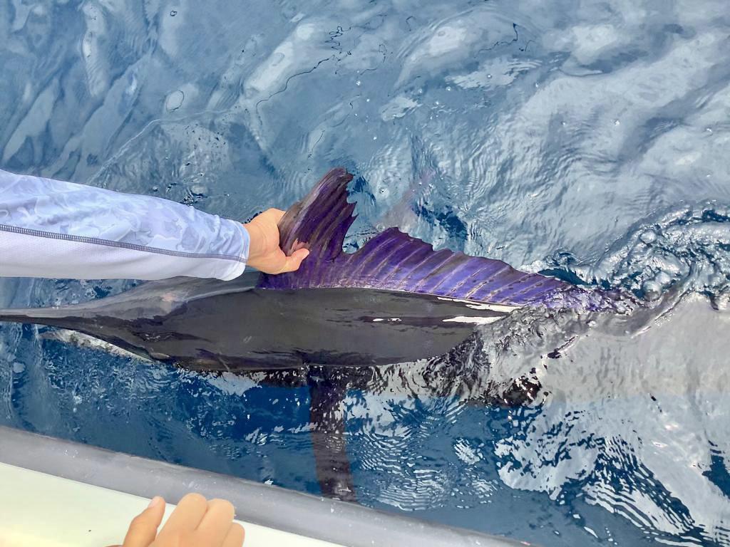 +200 lb Blue Marlin release r/Fishing