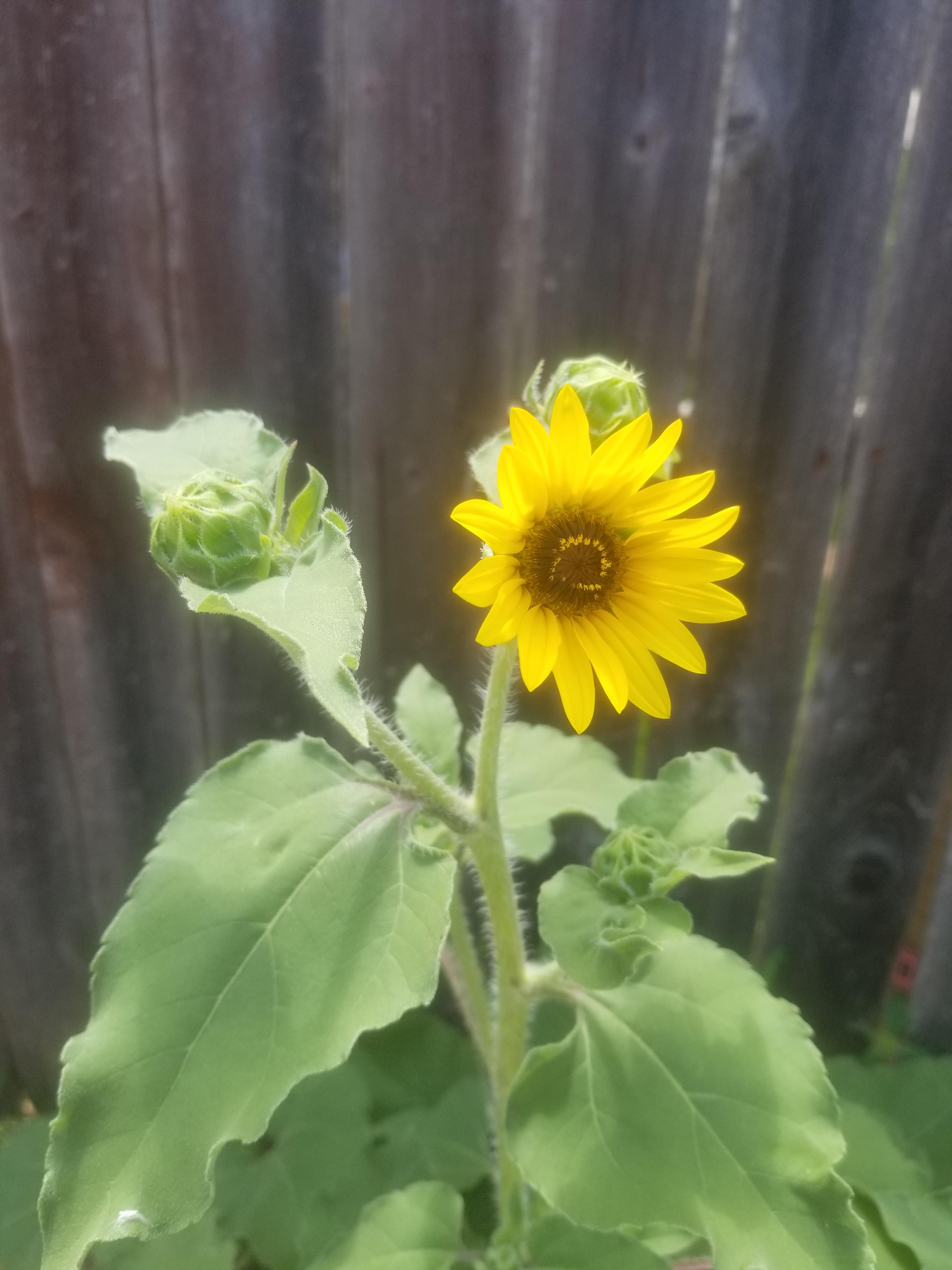When a "Weed" turns into a Sunflower r/gardening