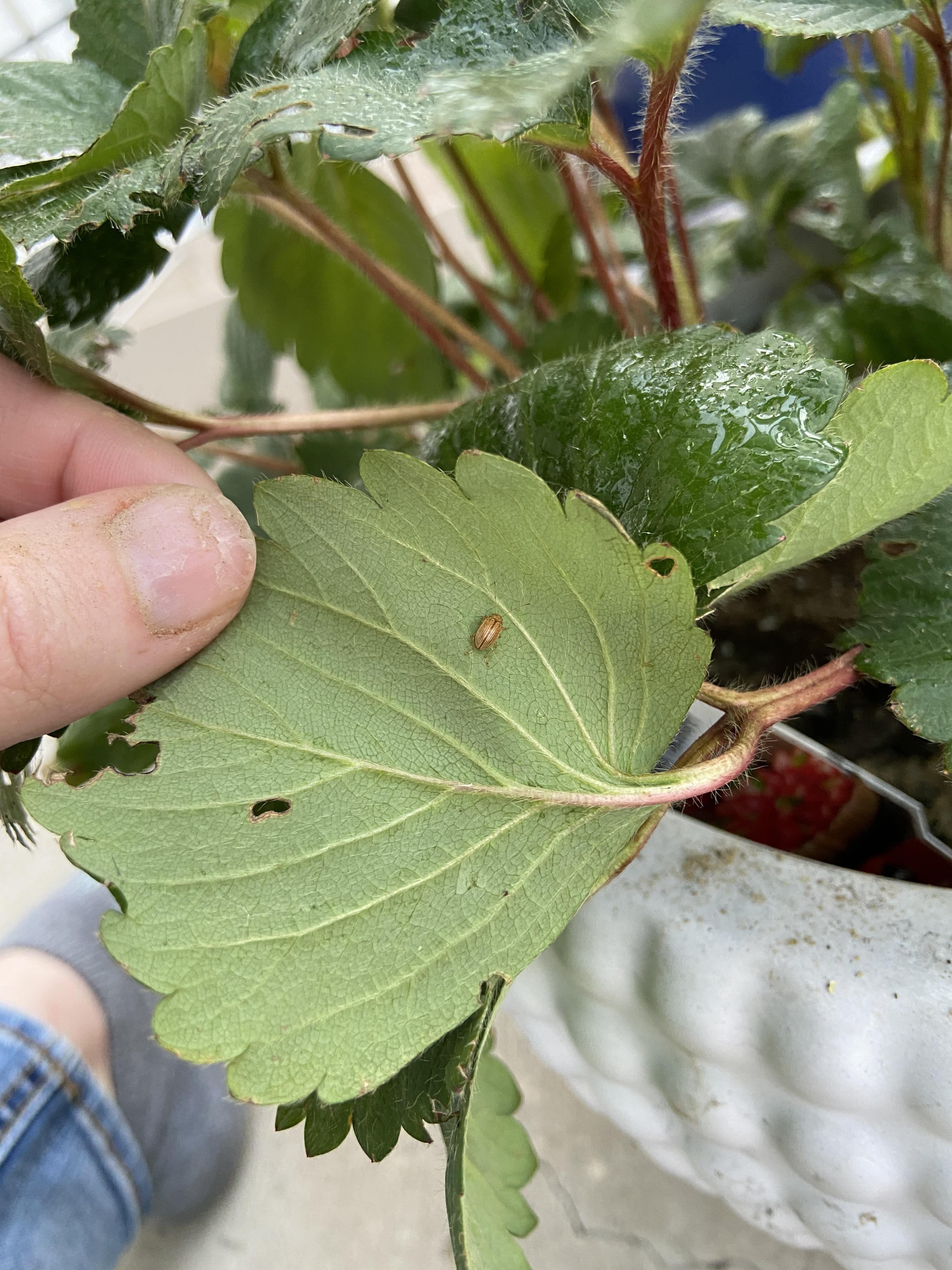 What’s eating my strawberries? Are these aphids? r/vegetablegardening