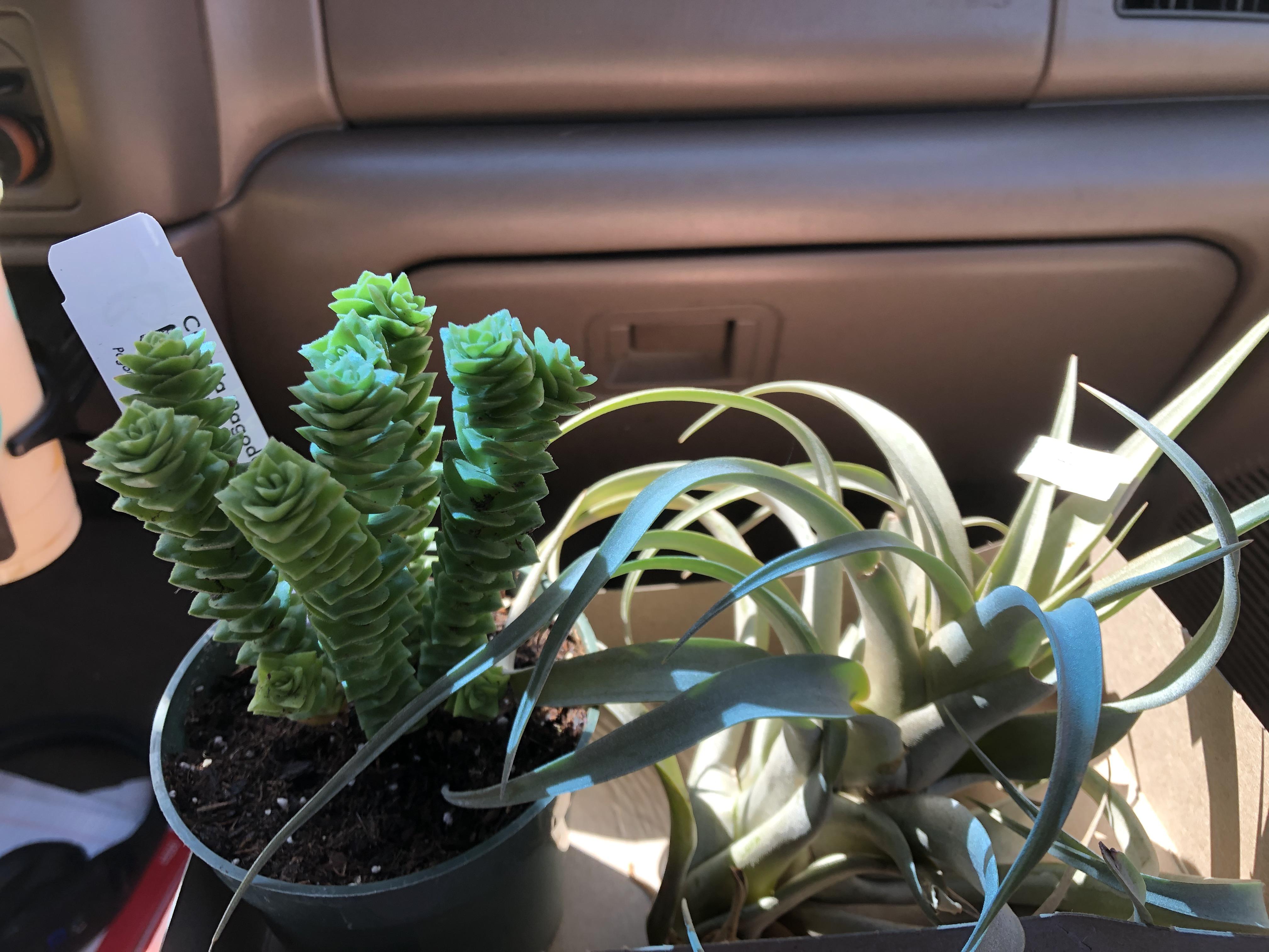 I’ve been wanting an air plant for so long. I couldn’t