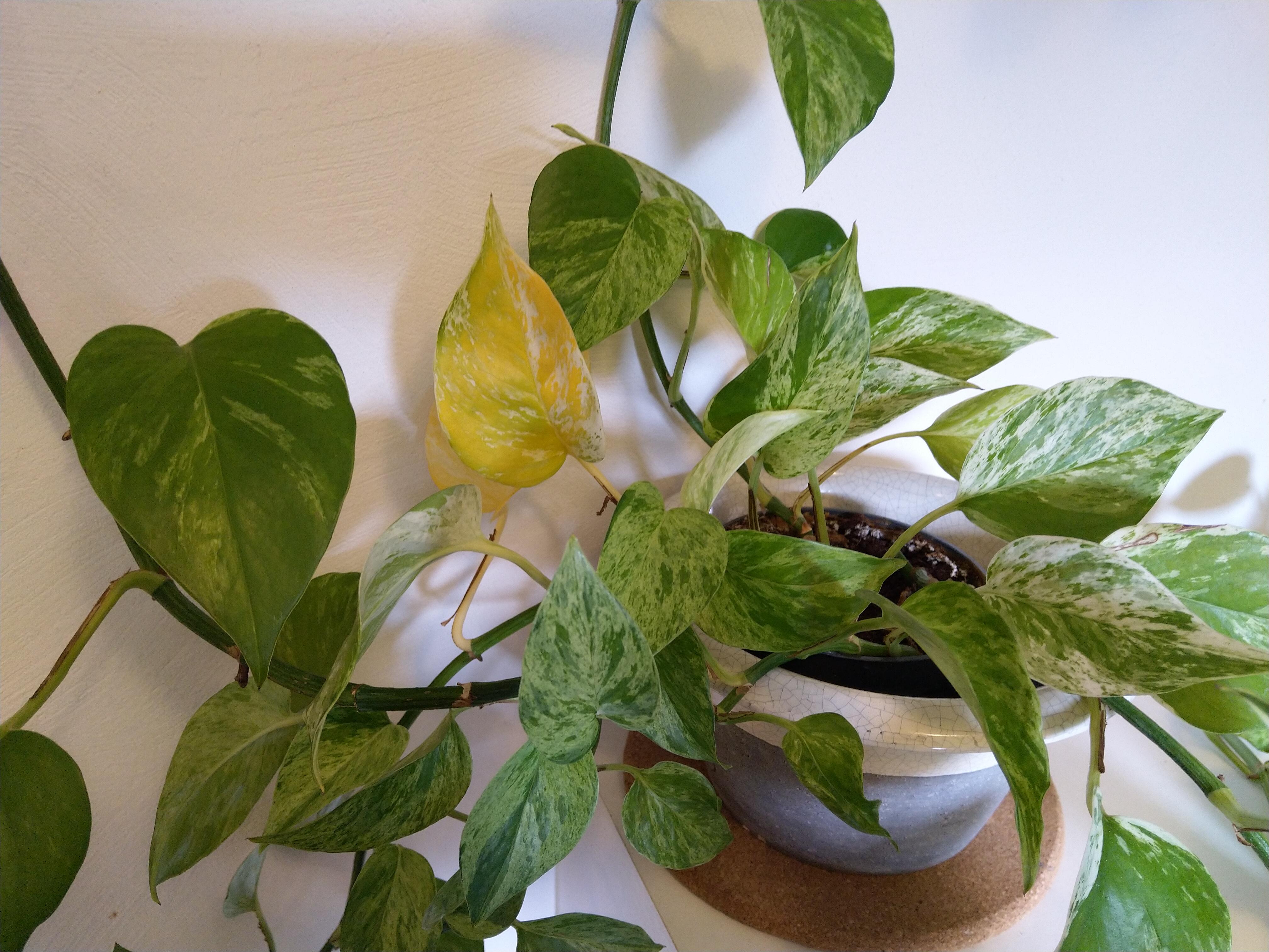 Marble Queen getting yellow leaves r/plantclinic
