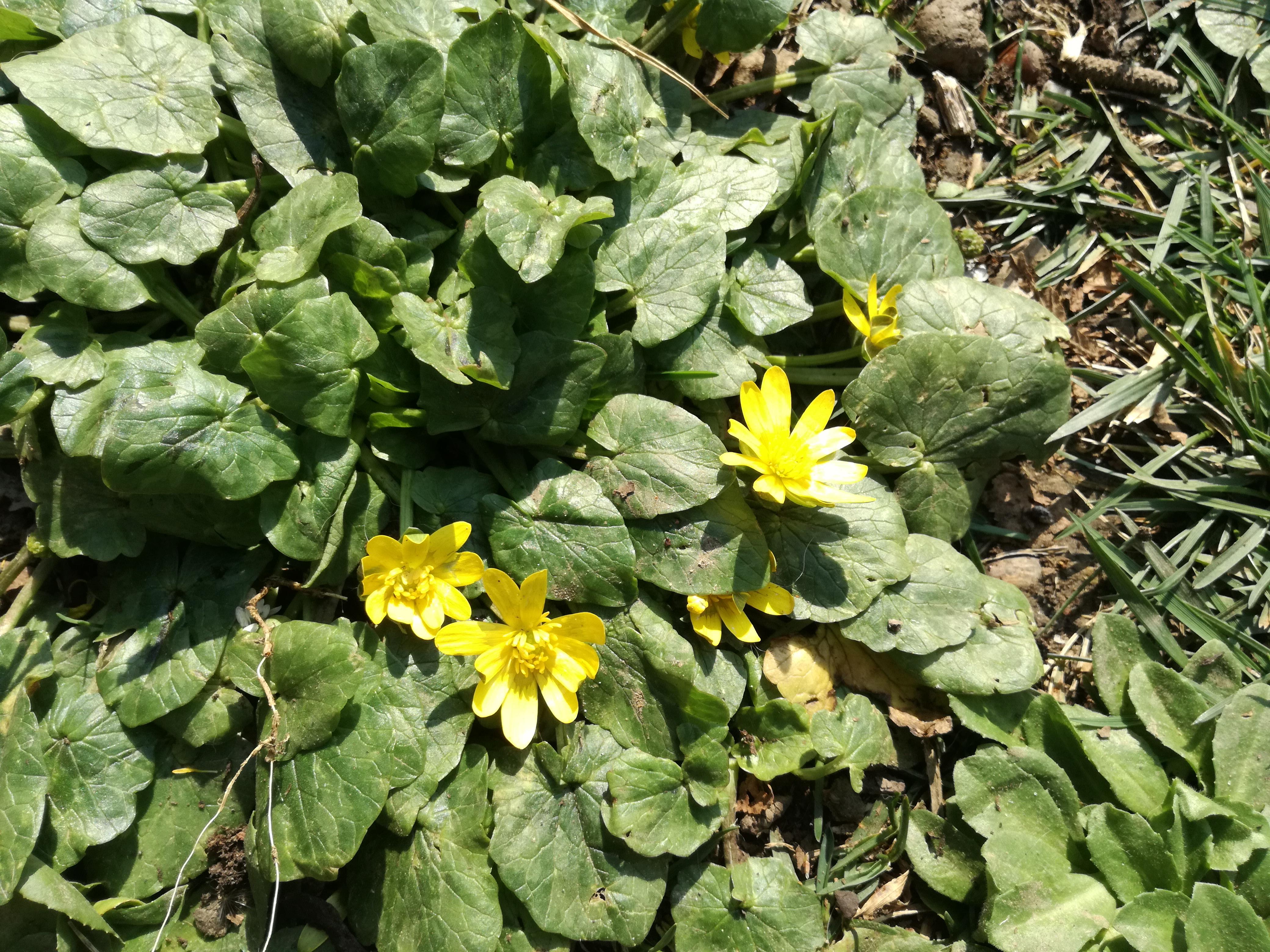 This yellow flower found in my garden, central Italy r/whatsthisplant