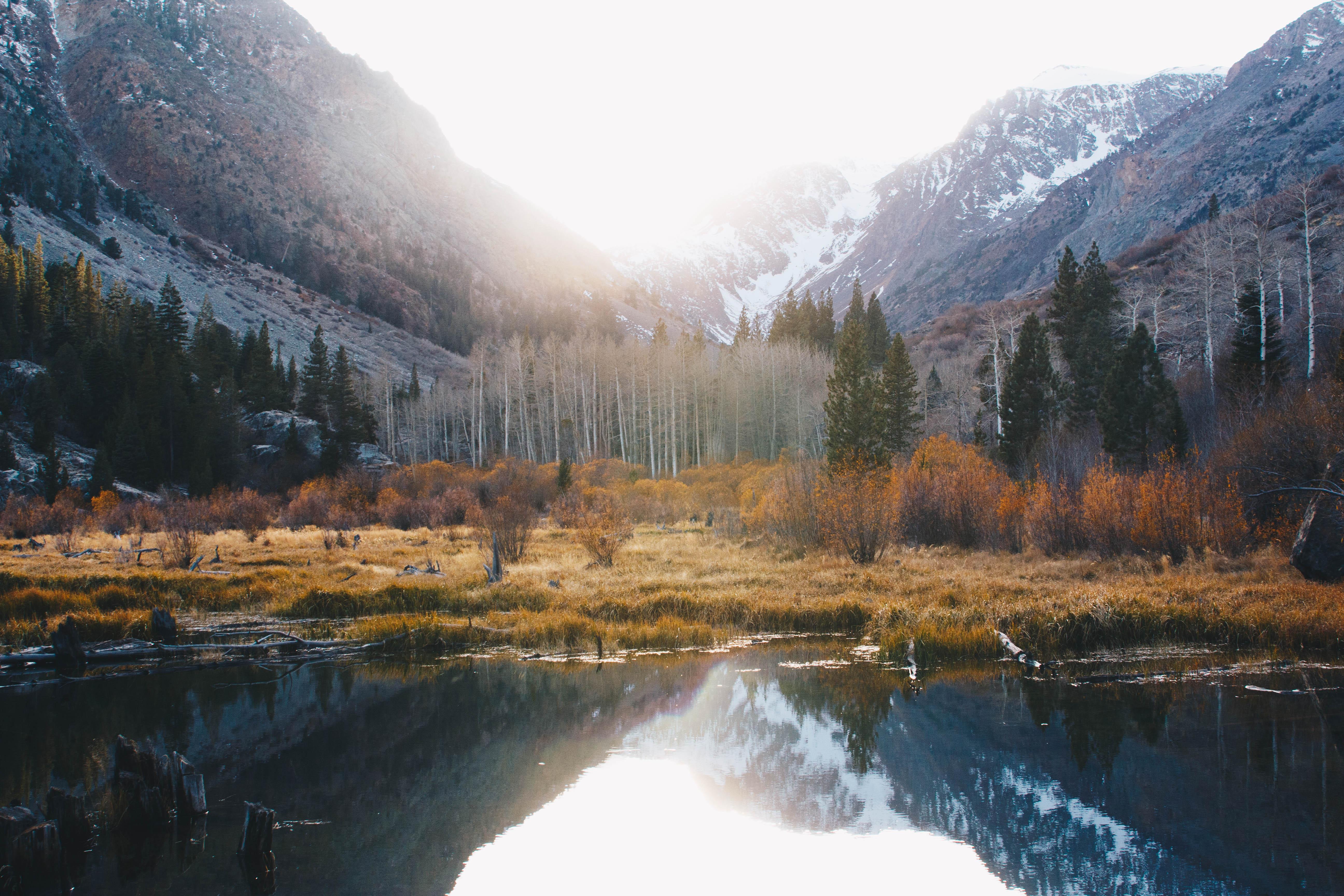 Aspen grove in the Eastern Sierra, CA [OC] [5184 × 3456] r/EarthPorn