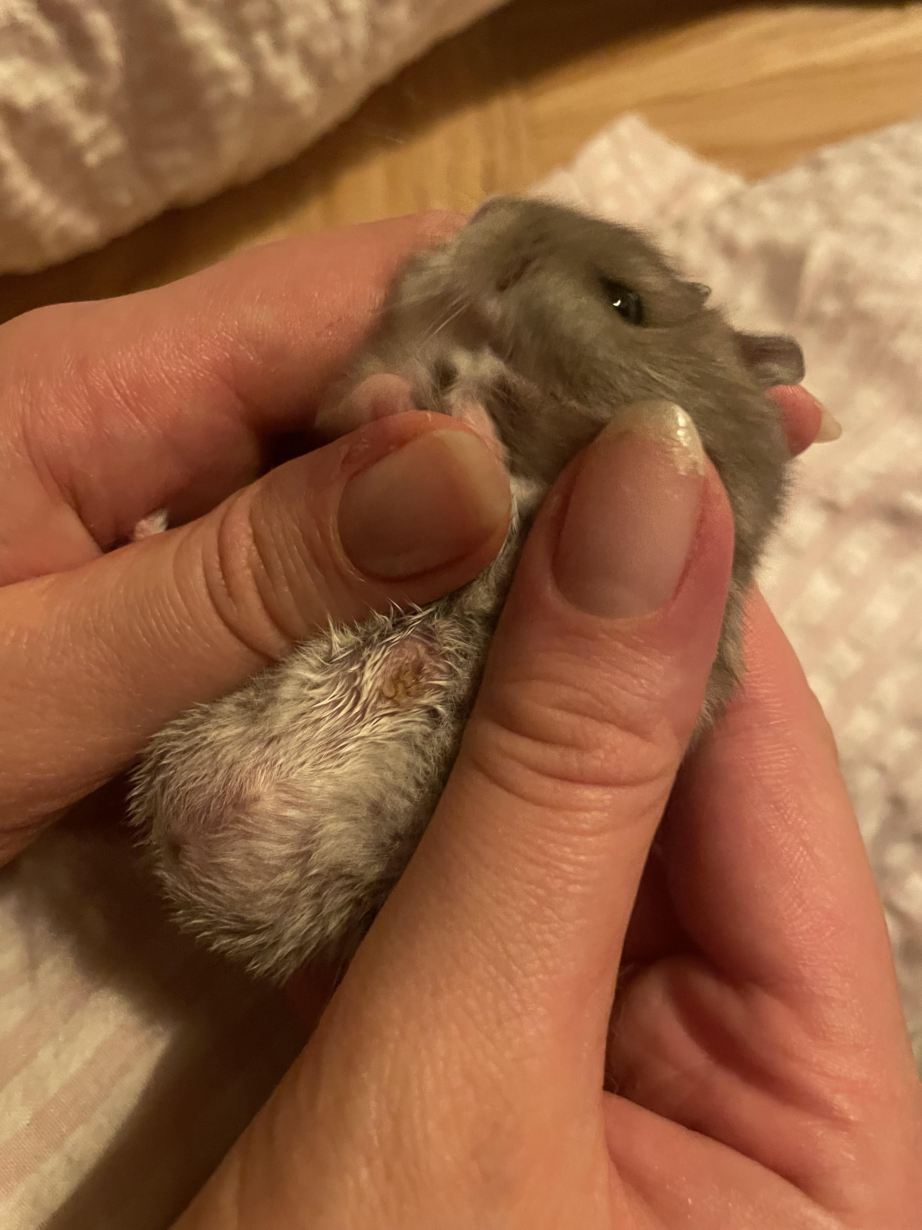 My dwarf hamsters scent gland looks a little irritated. Is that the