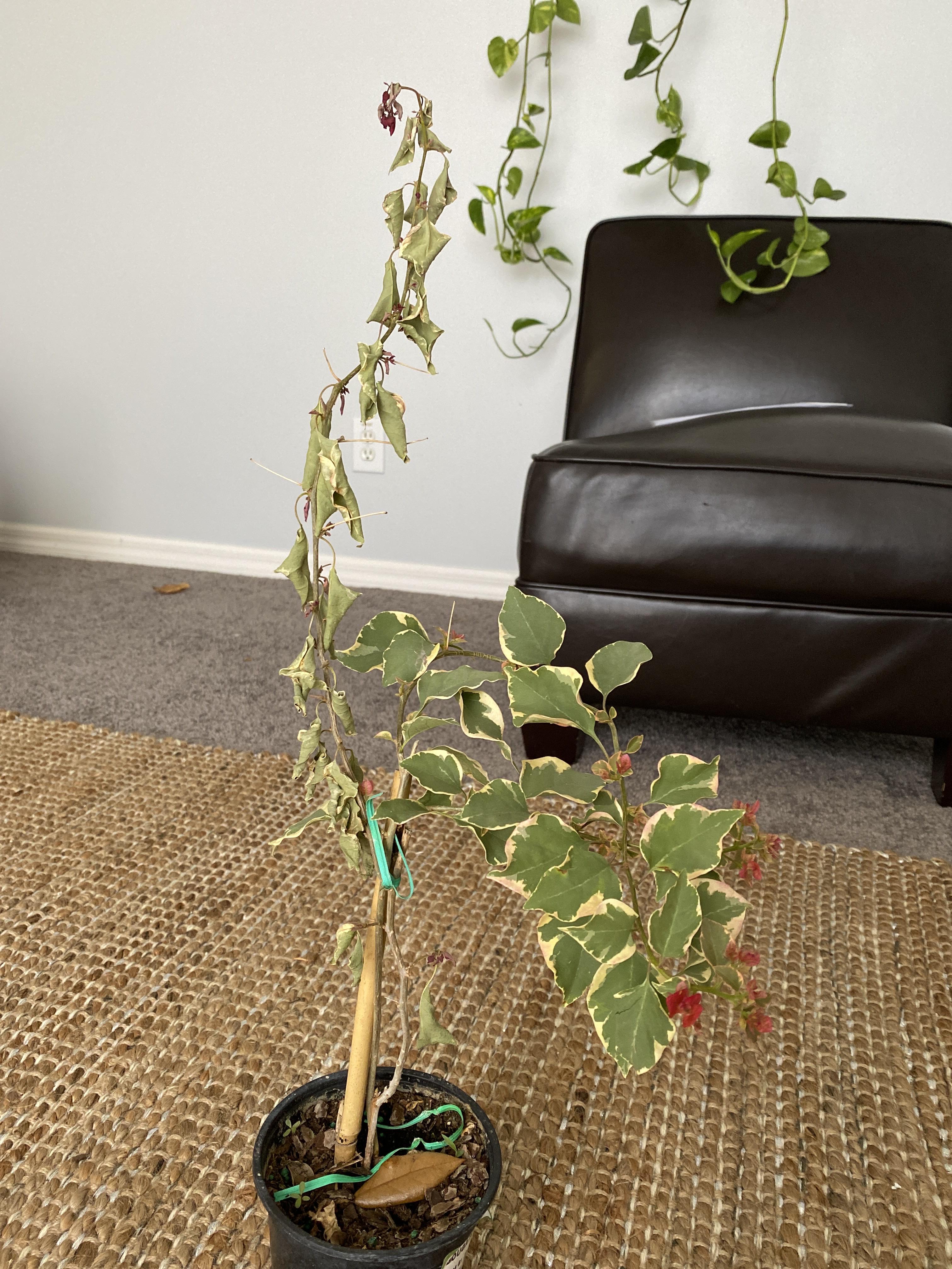What’s happening with my Bougainvillea? Was told she was being overwatered and that’s why she
