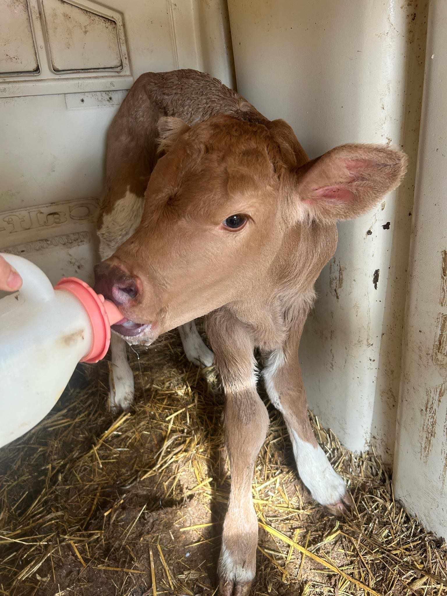 We have a new boy just born! Our first jersey 🥰 I'm the worst at