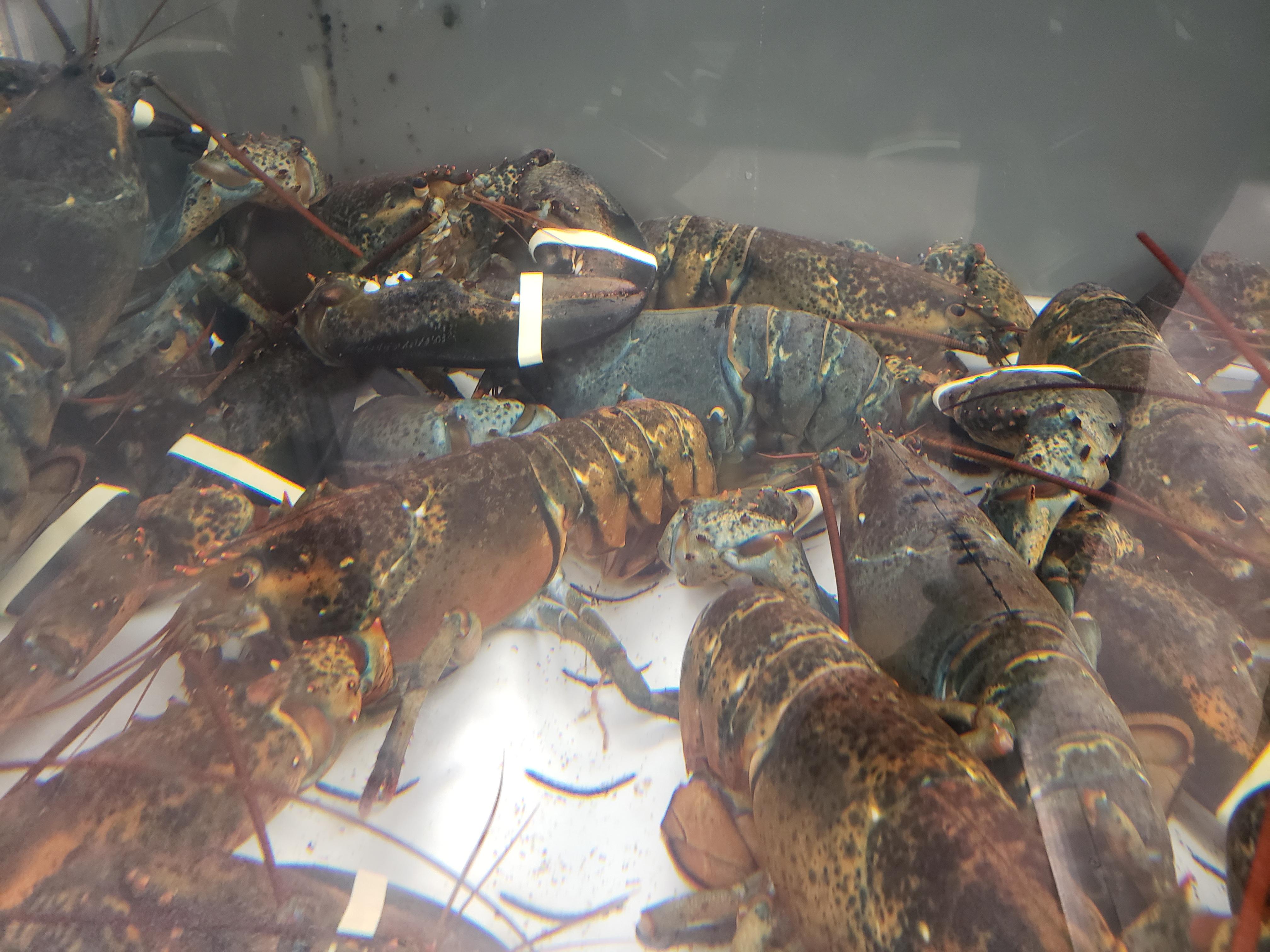 My grocery store has a blue lobster for sale in its lobster tank. r