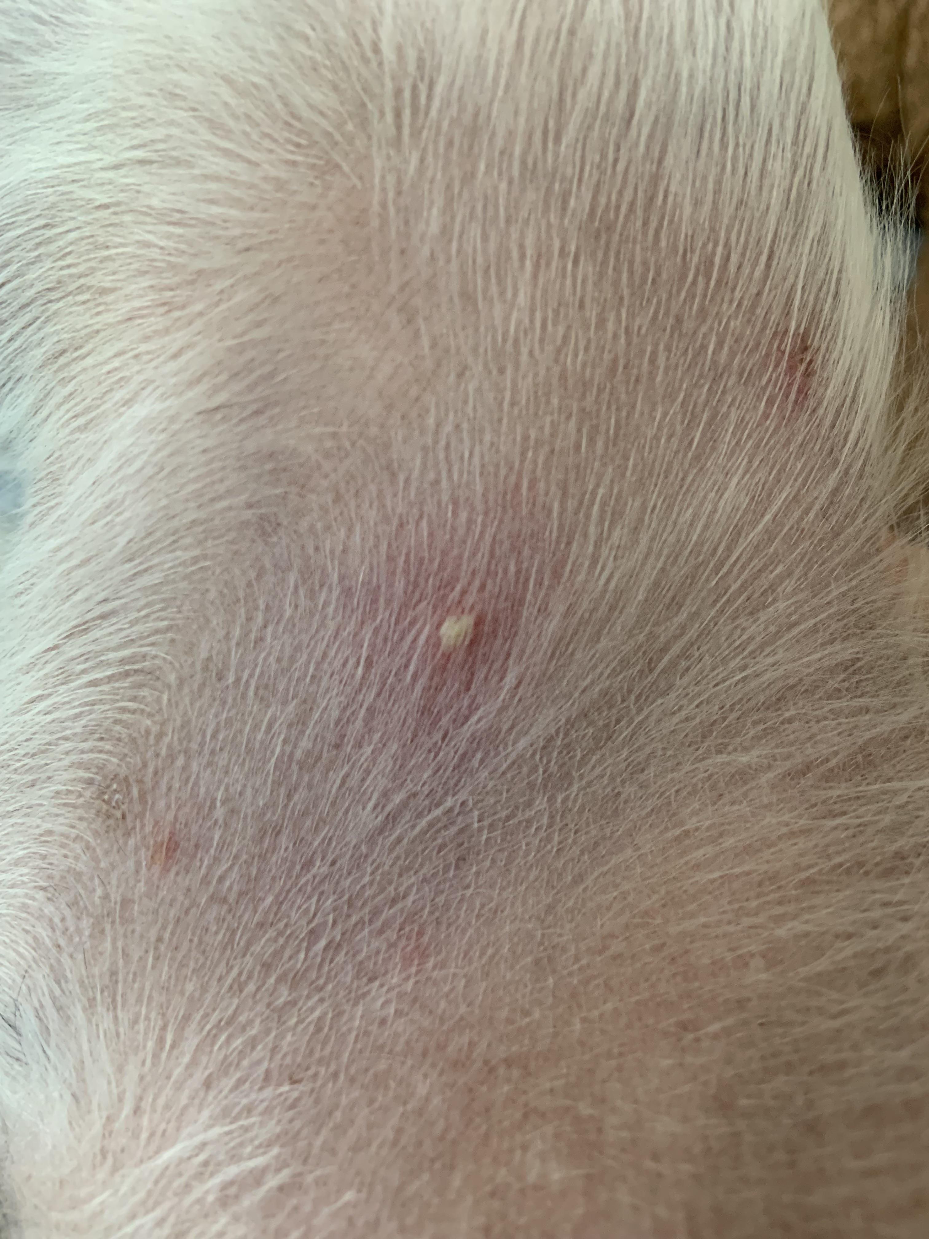 Small bump on dogs inner leg? r/DOG