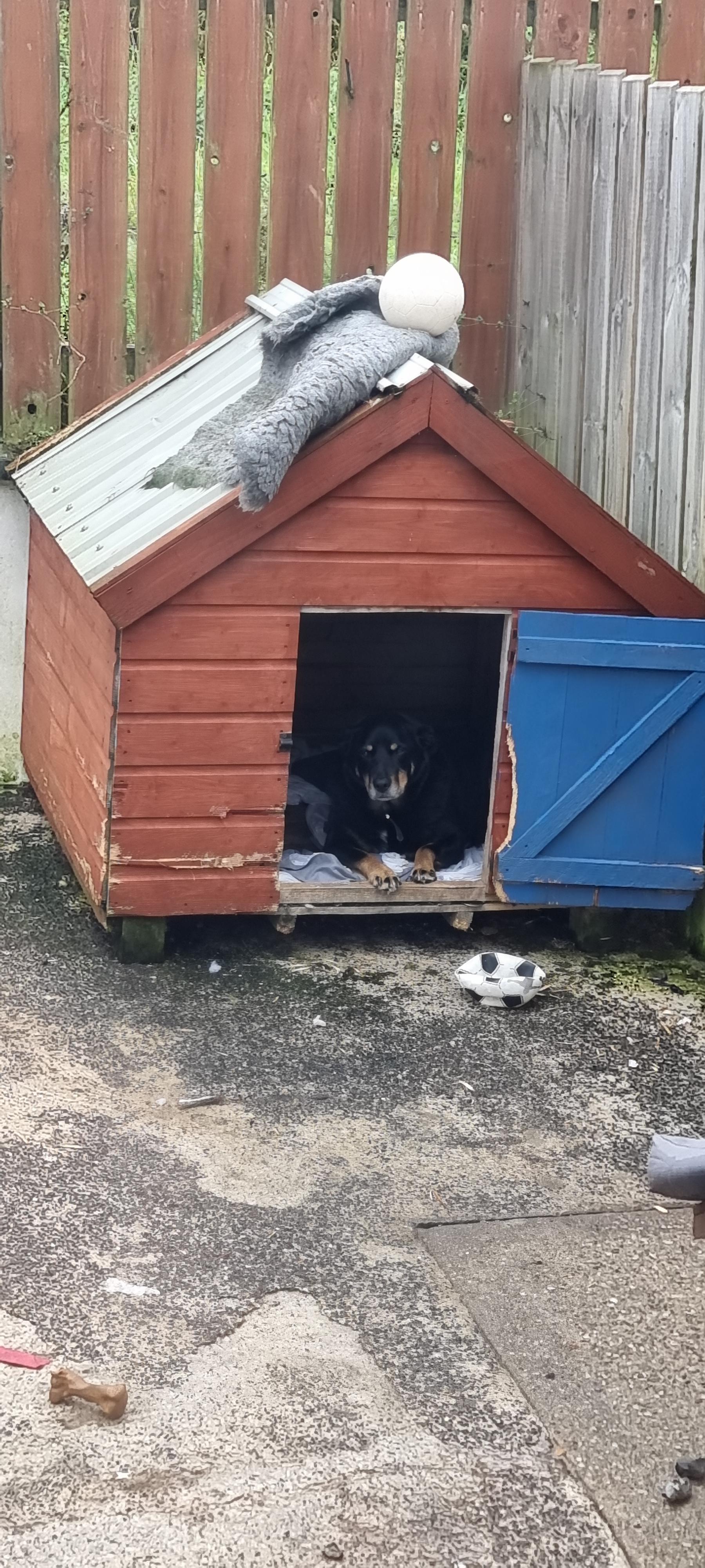 please help ! my smaller dog has ate my old dogs kennel. I need to