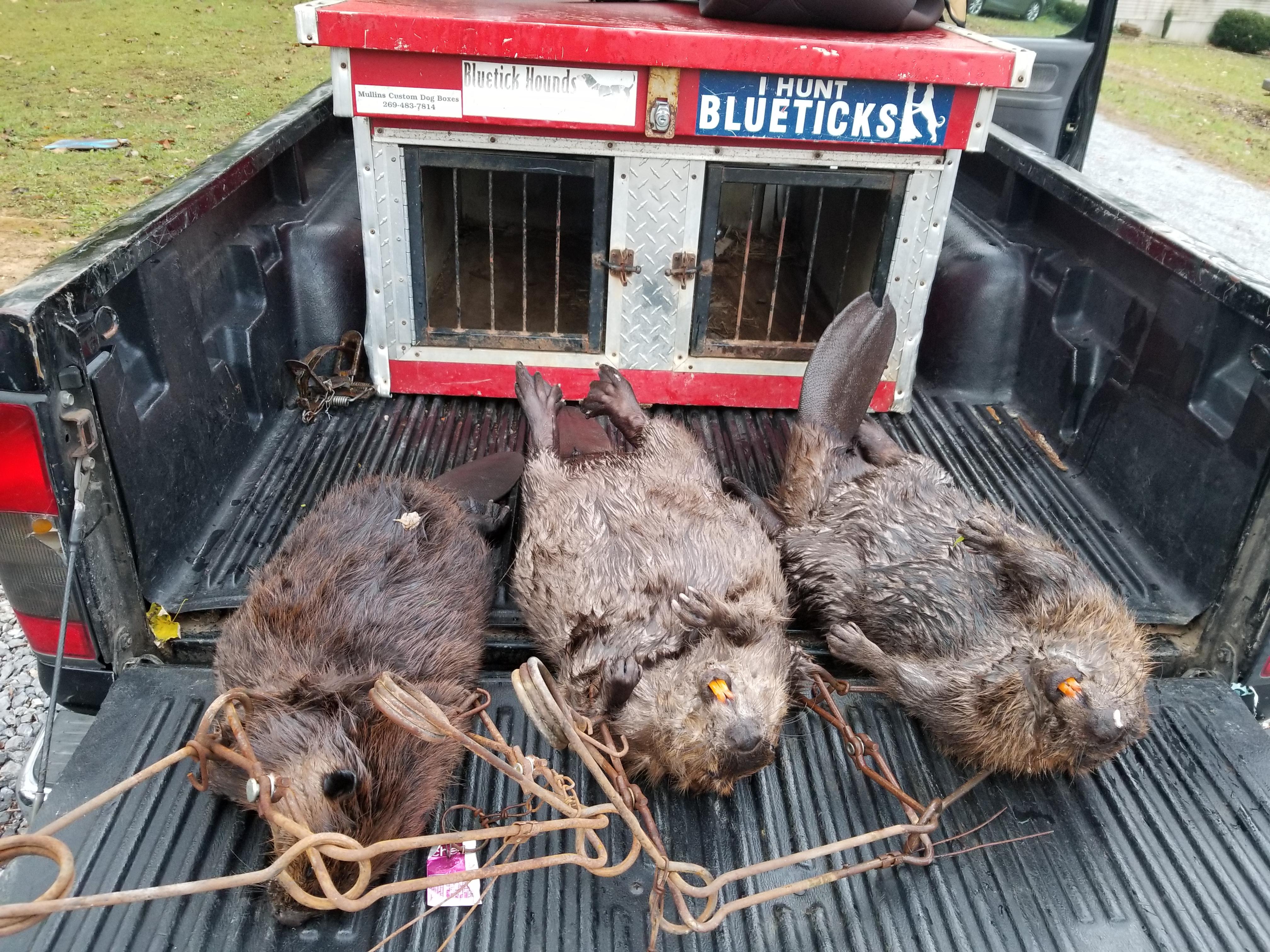 A few beavers from the other day. Put out 4 traps for 12 hours 3 beaver