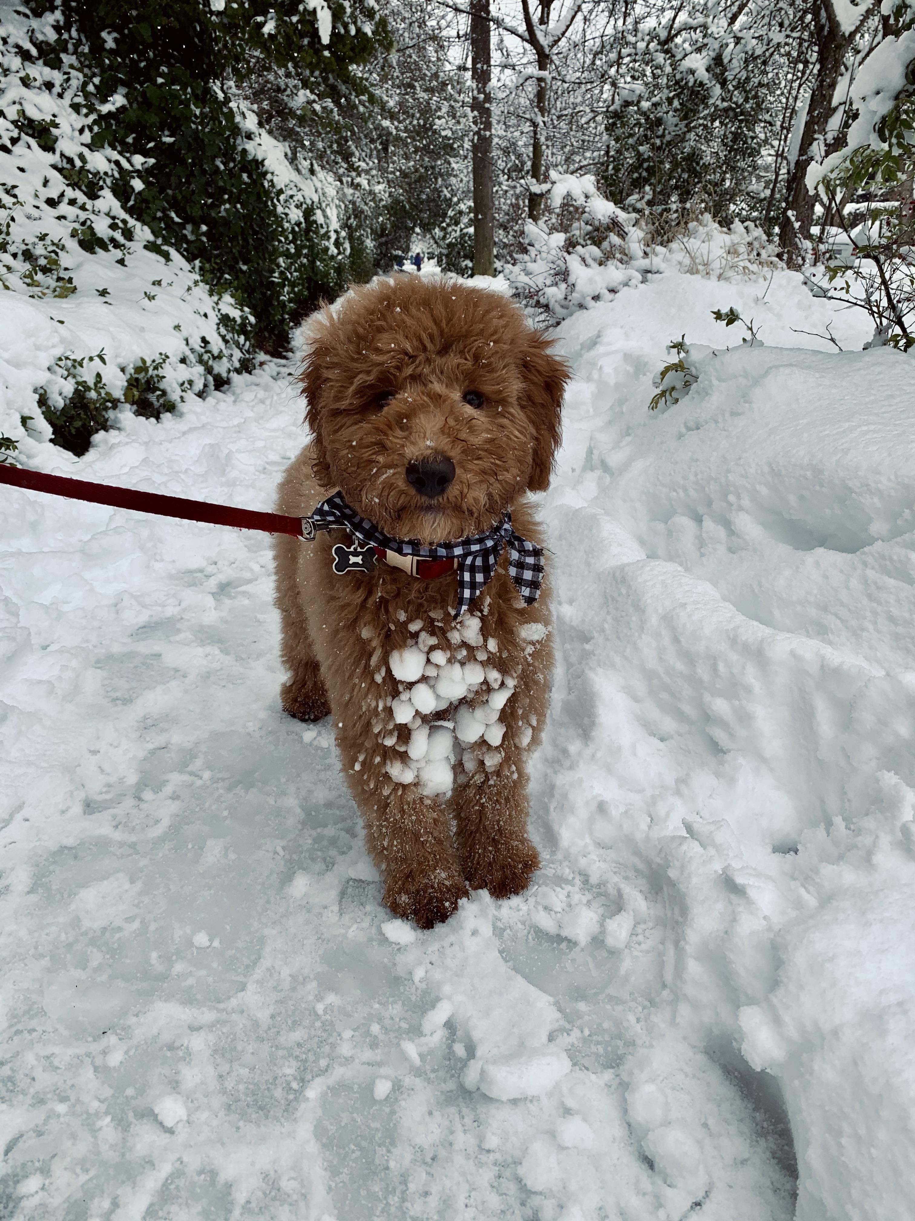 I heard y’all like snow doodles r/Goldendoodles