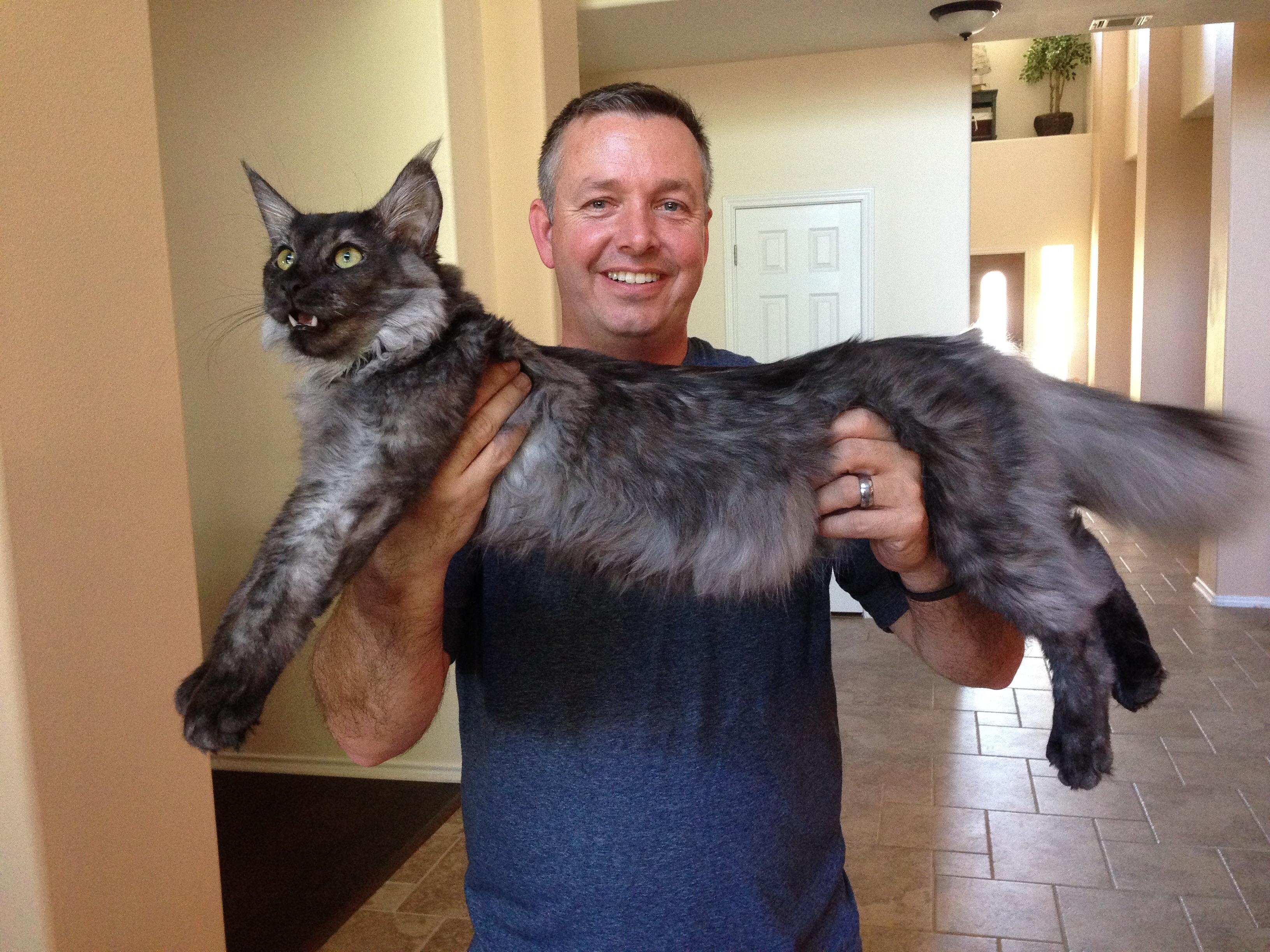 Some Redditors were asking how big Maine Coons are... meet big baby