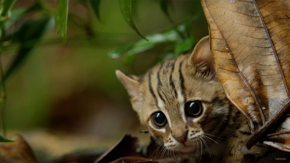 Meet the Rusty Spotted Cat! The smallest cat species in the world is