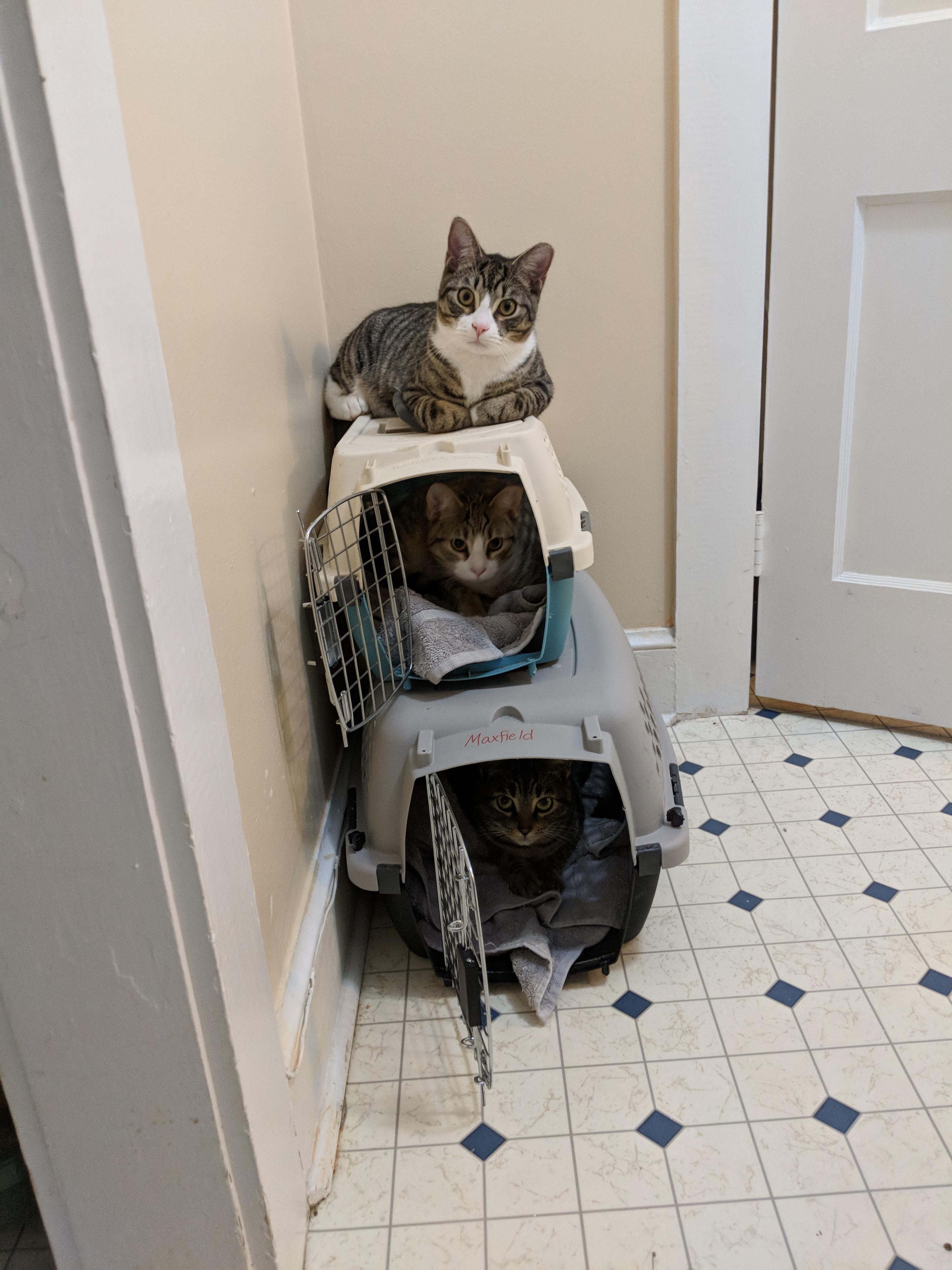 They only like to be in the carriers when we don't need them to be