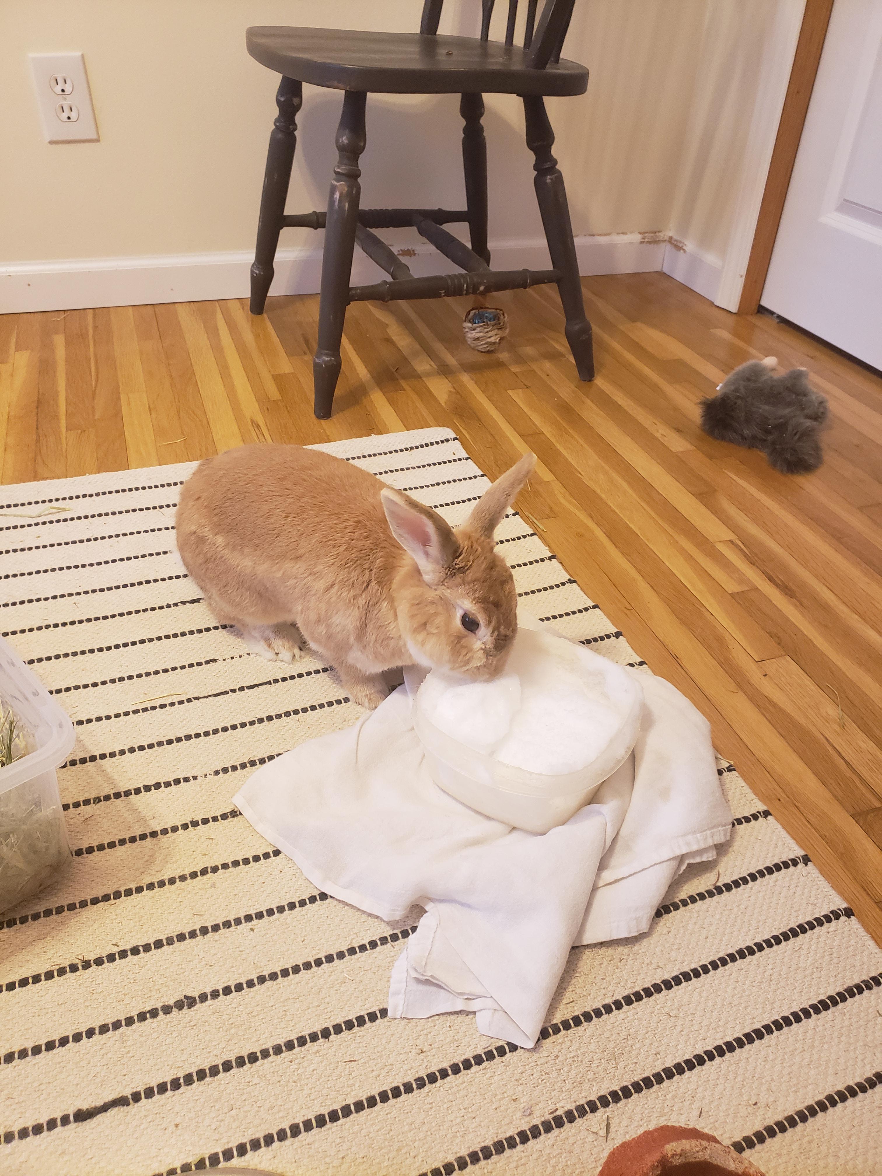 He took a few bites of snow, then promptly became more interested in