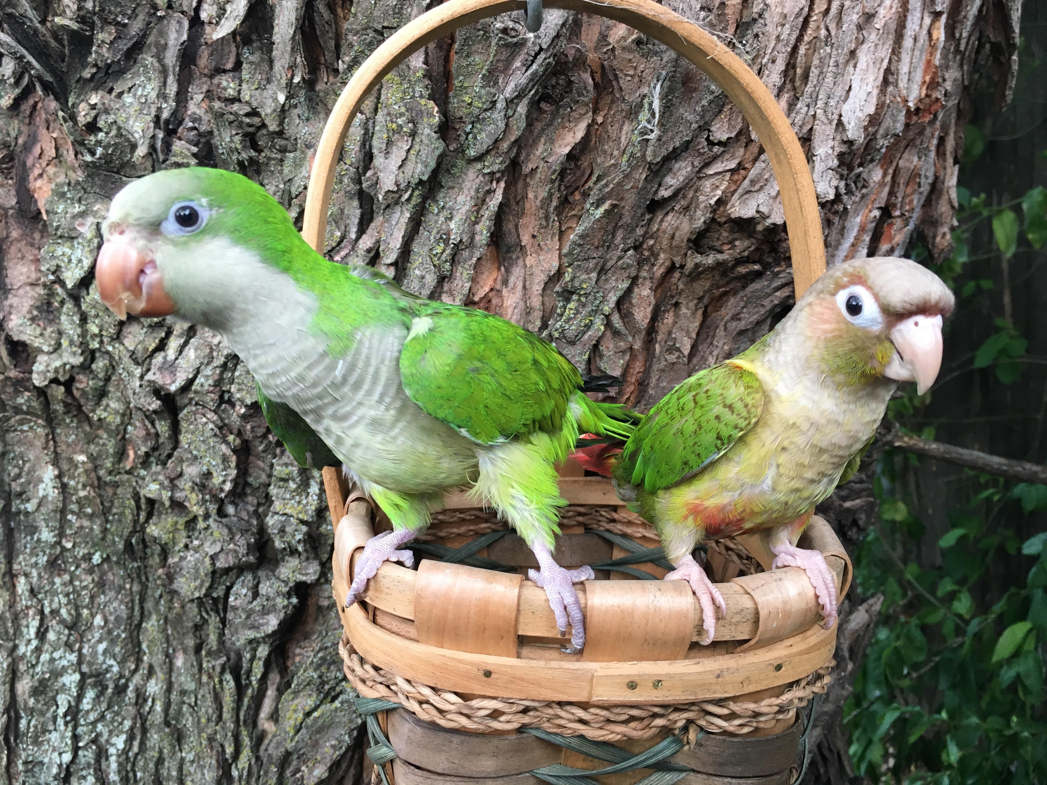 Tucker (Quaker) & Peaches (Greencheek) r/parrots