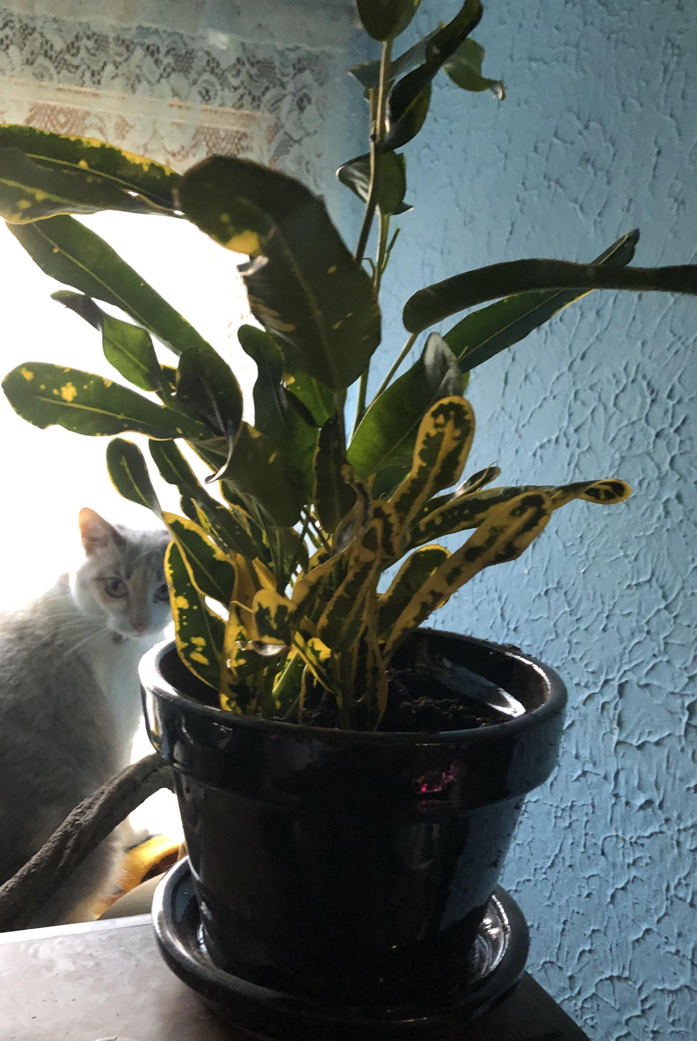 Curse you Trader Joe’s for not putting labels on your plants. All it