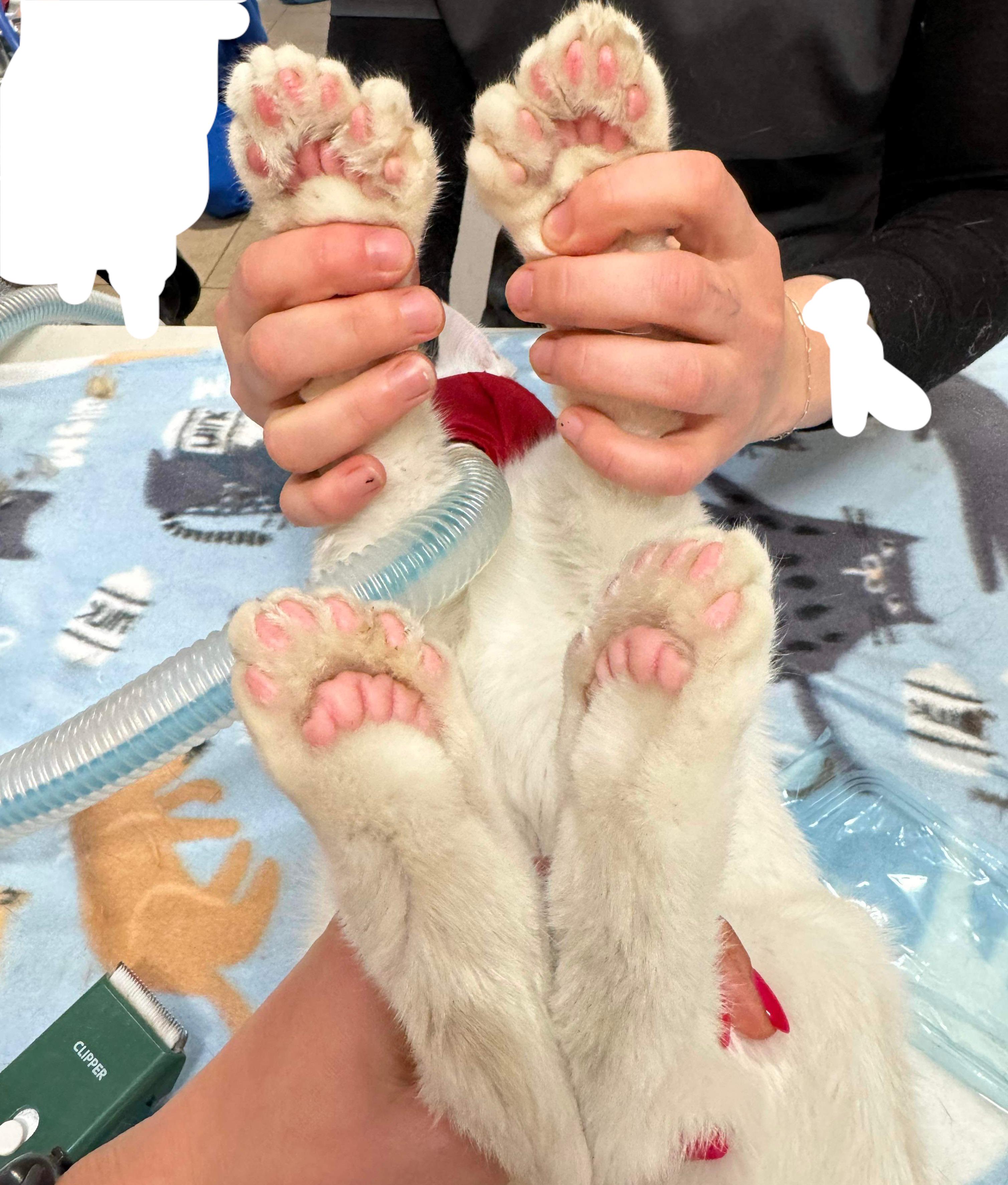 The number of toes on this cat. r/mildlyinteresting