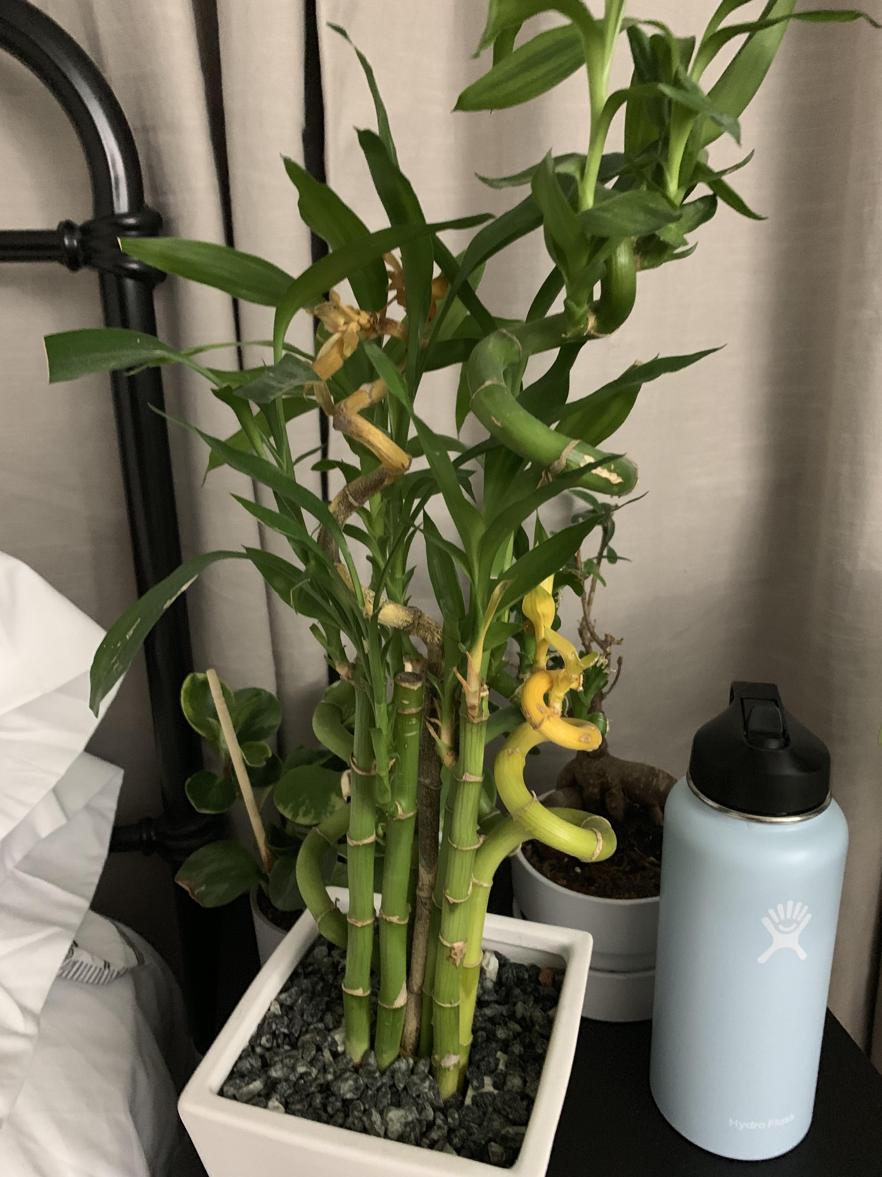 Bamboo plant dying, is it salvageable?? r/plantclinic
