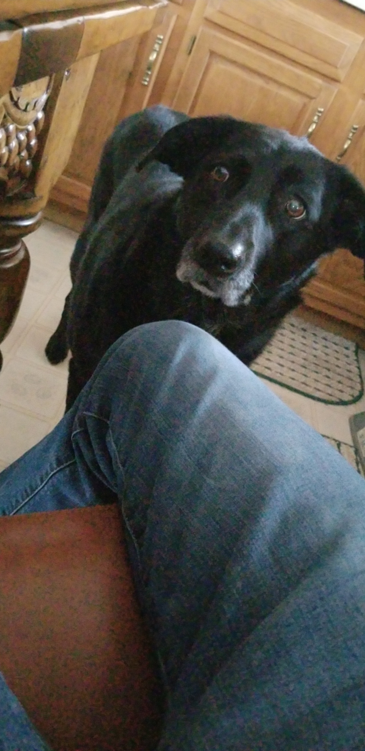 Need to find someone that looks at me the way my doggo looks at me