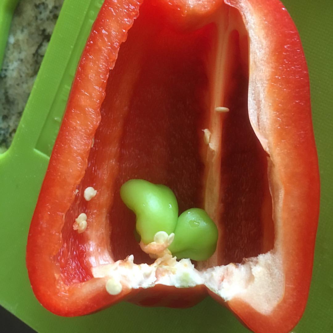 2 little peppers growing inside of this pepper r/mildlyinteresting