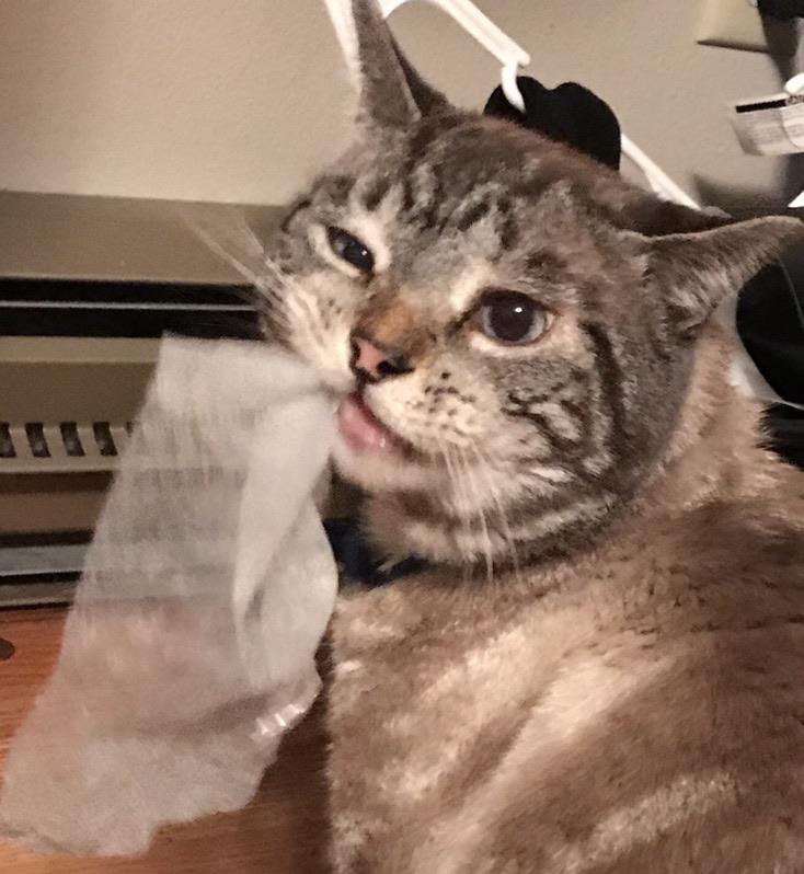 Louis eating a dryer sheet and/or getting a dryer sheet stuck to his