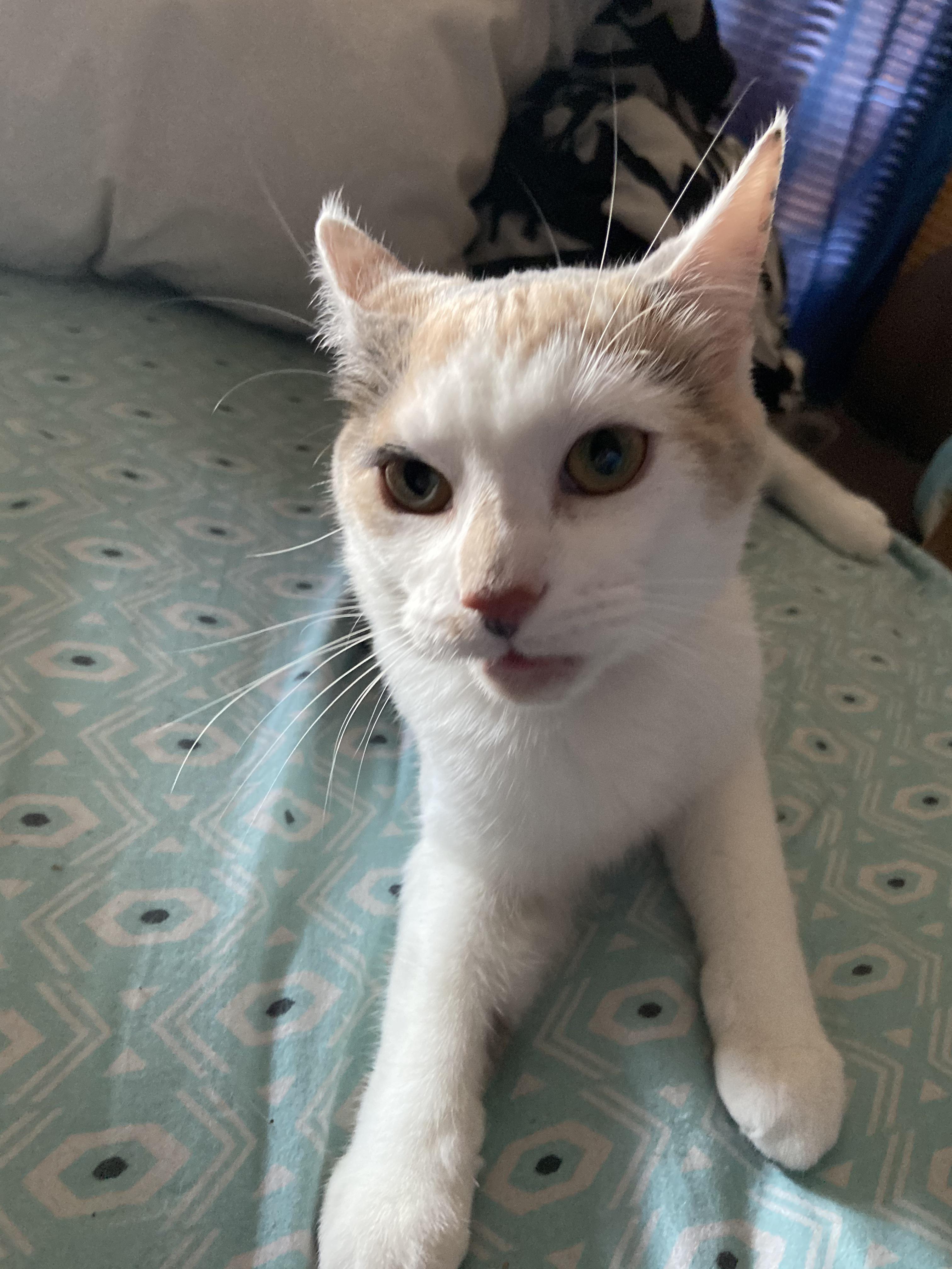 My cat always makes a weird face anytime it smells something new r/cats