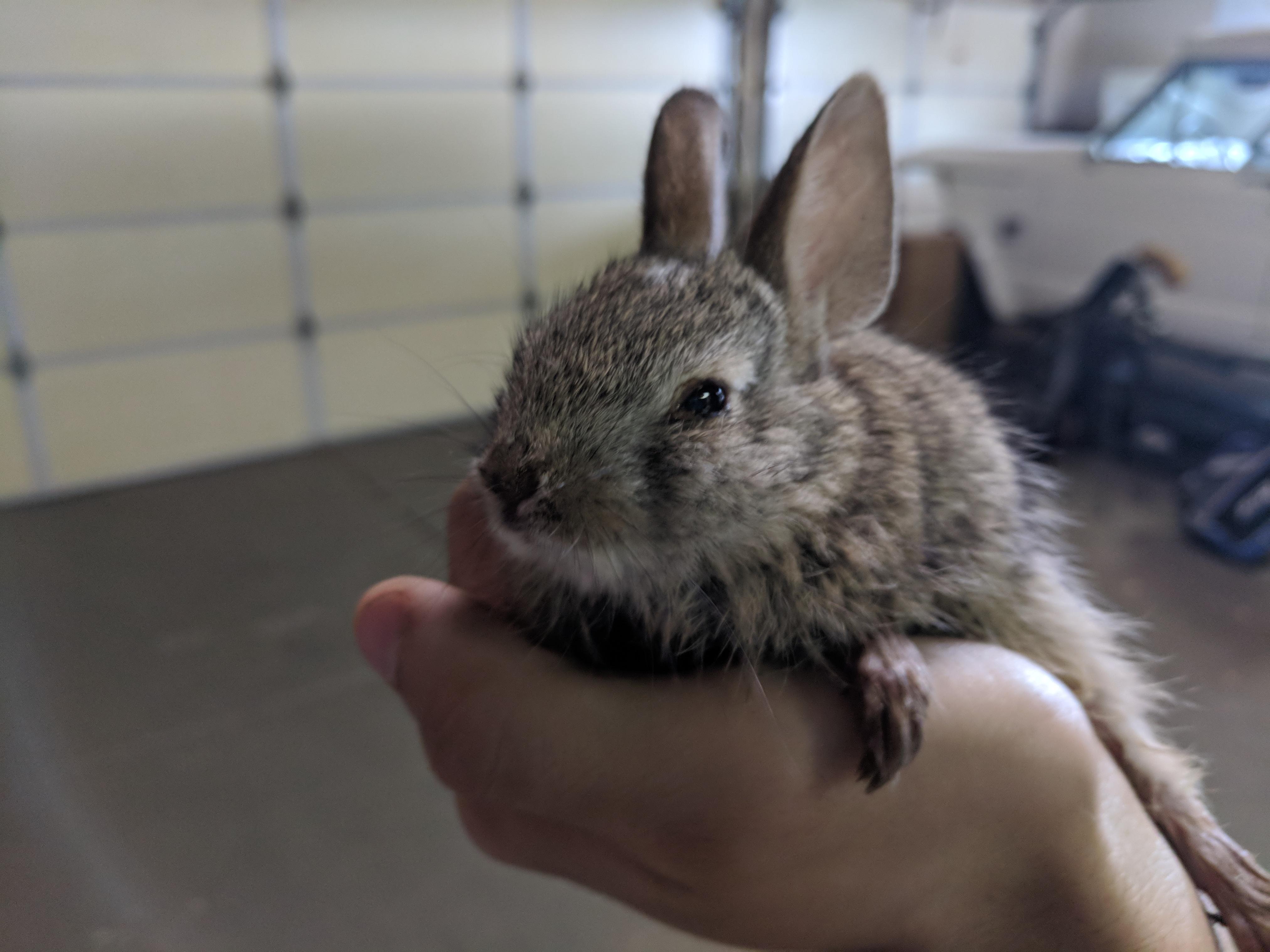 I found an abandoned baby rabbit, what do I do with him? r/Rabbits