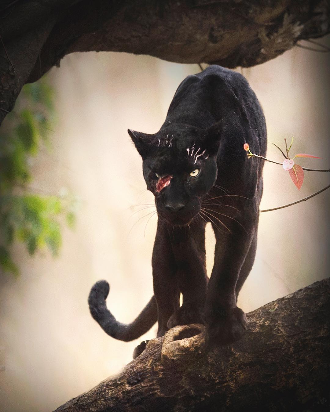 A scarred black panther. r/natureismetal