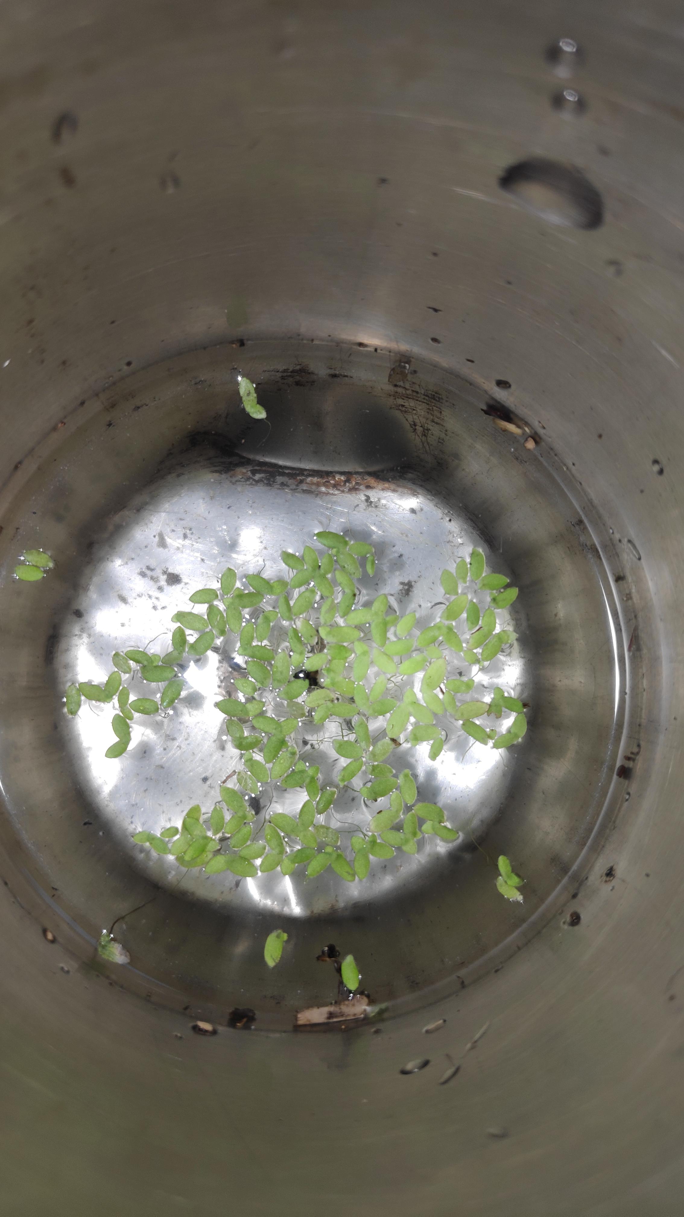 Is this duckweed? Is this edible? Is this the duckweed that is said to