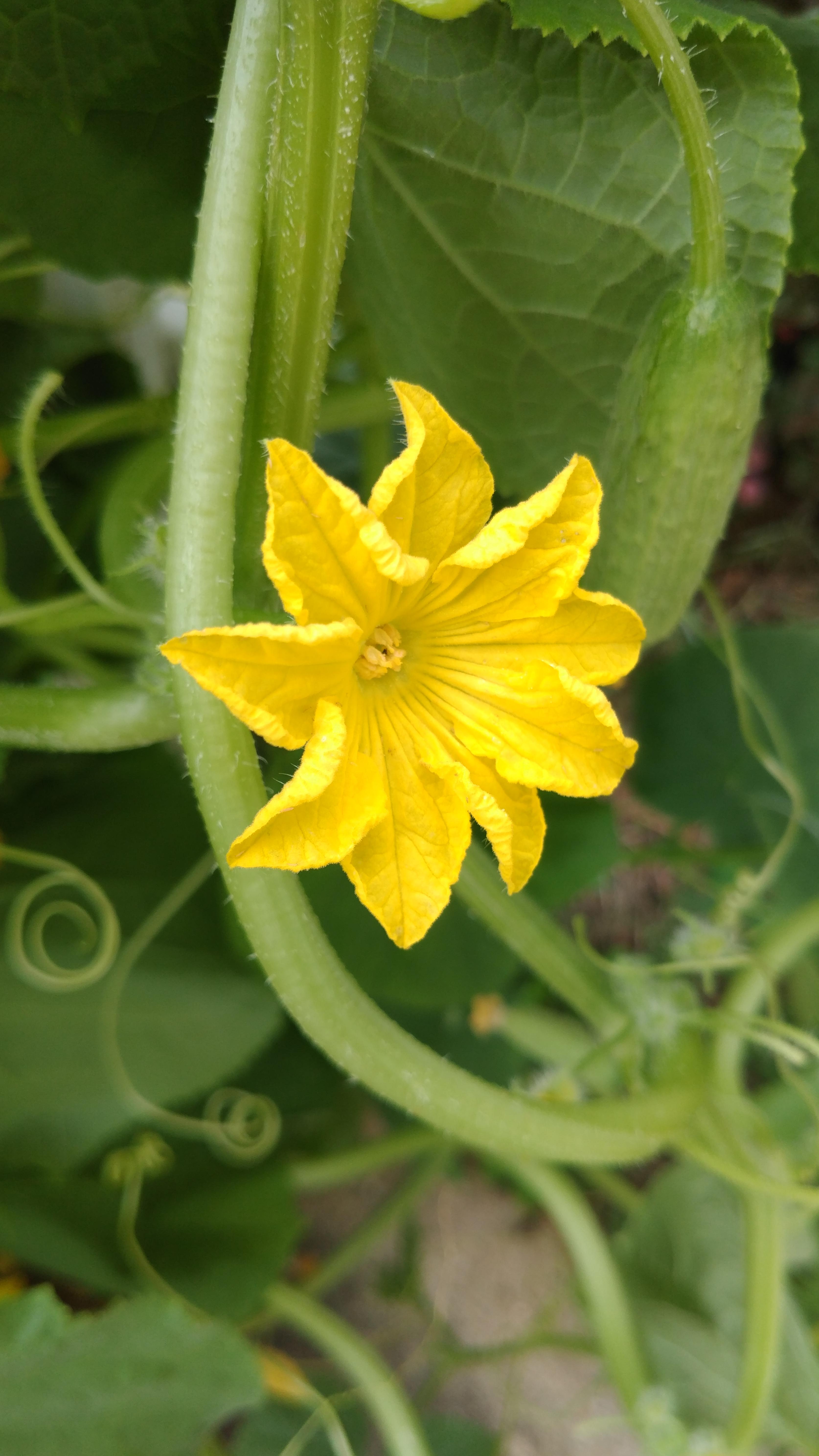 Found on my cucumber plant. Is this flower normal? All of the other