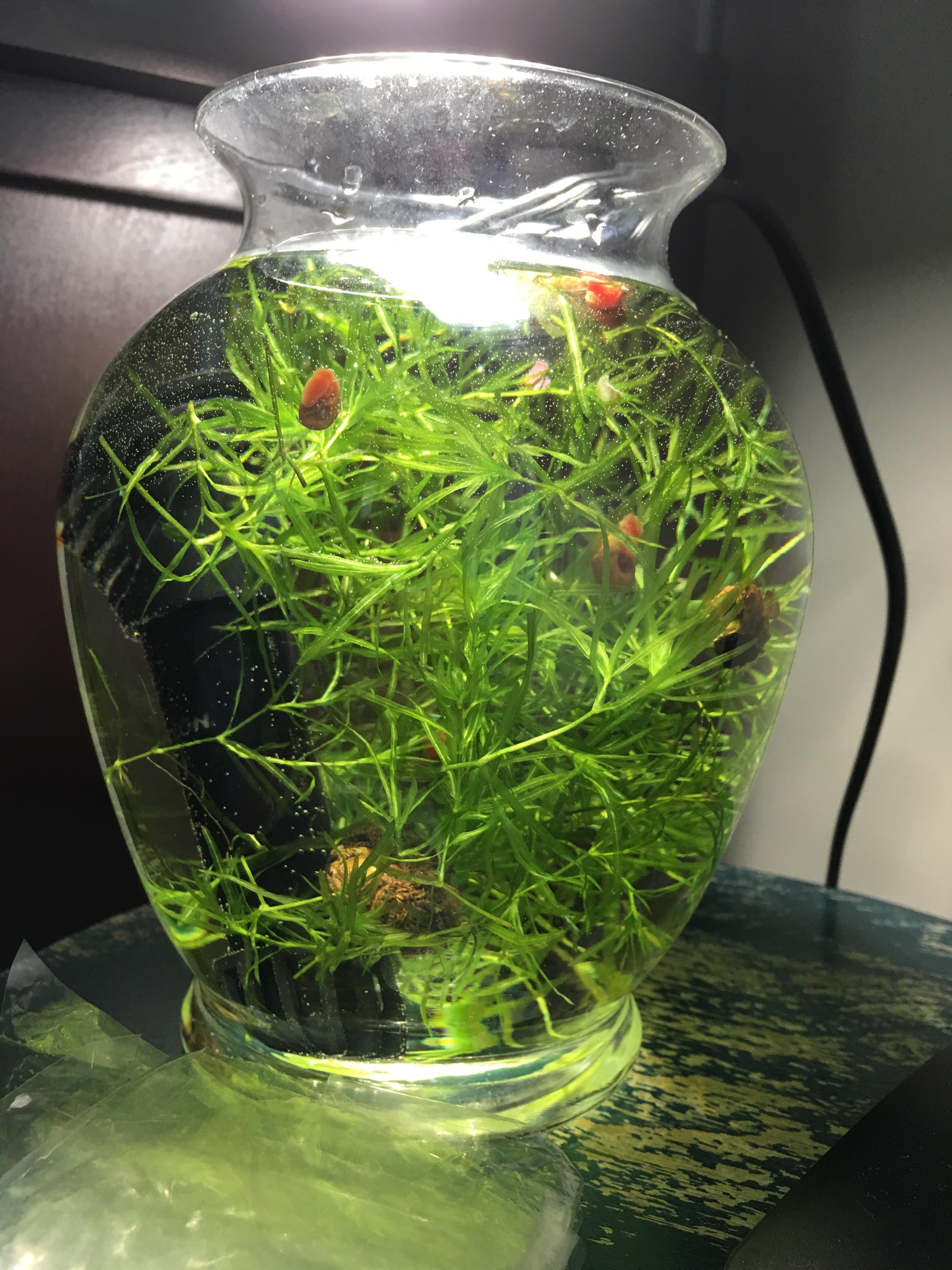 Snail farm for a puffer fish r/Aquariums