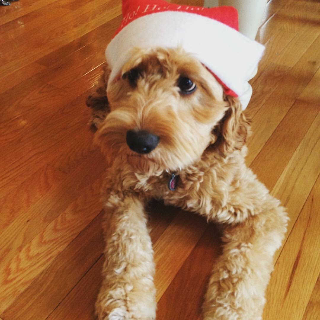 Merry Christmas! r/Goldendoodles