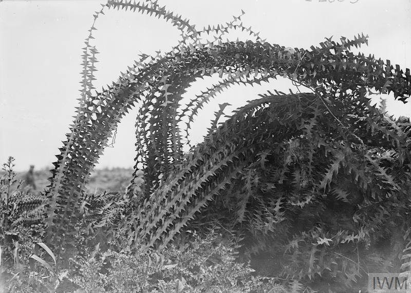 Image Mass of German razor wire near Arras, June 21 1917 r/wwi