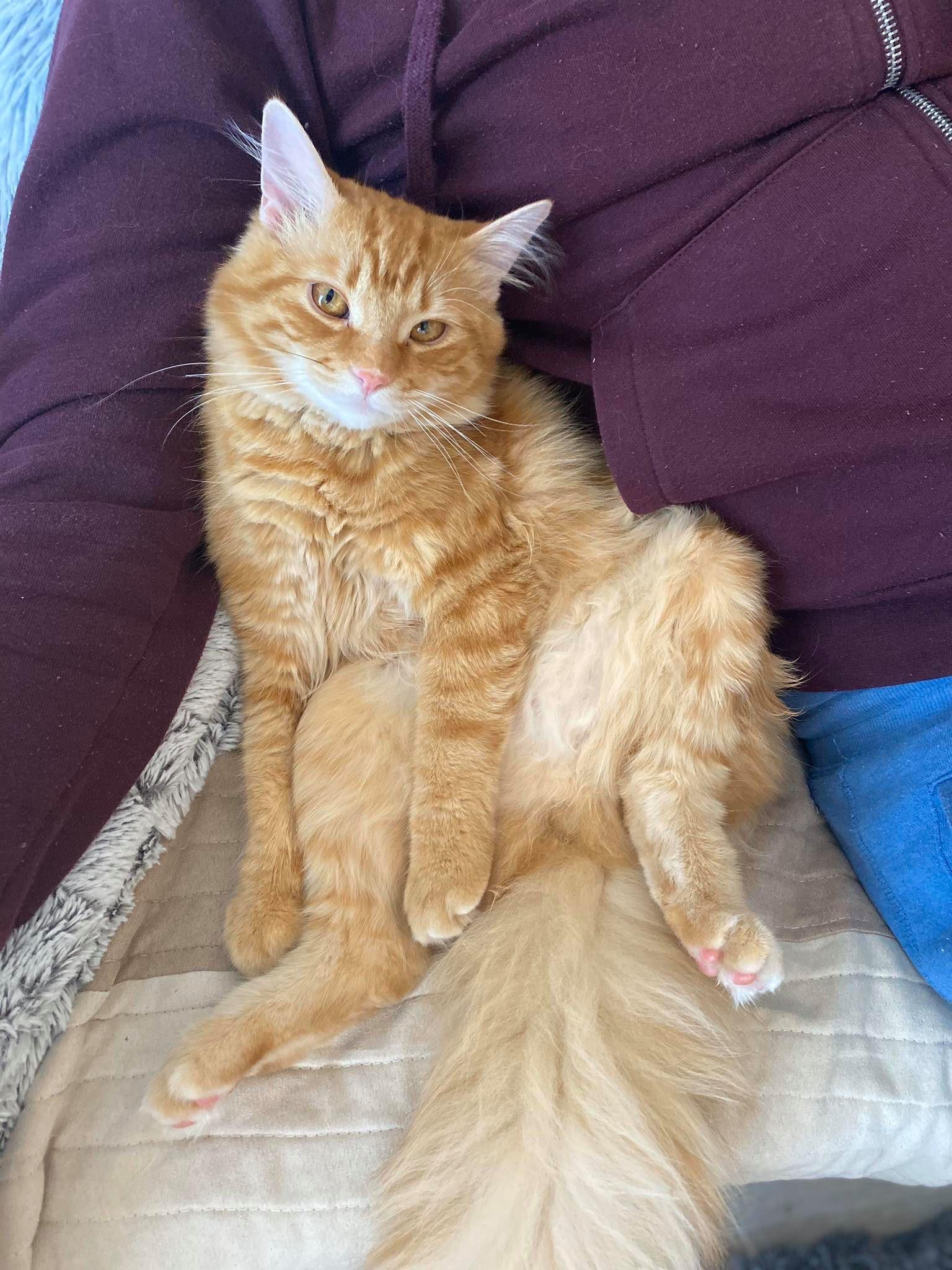 My 6 months old buddy r/cats