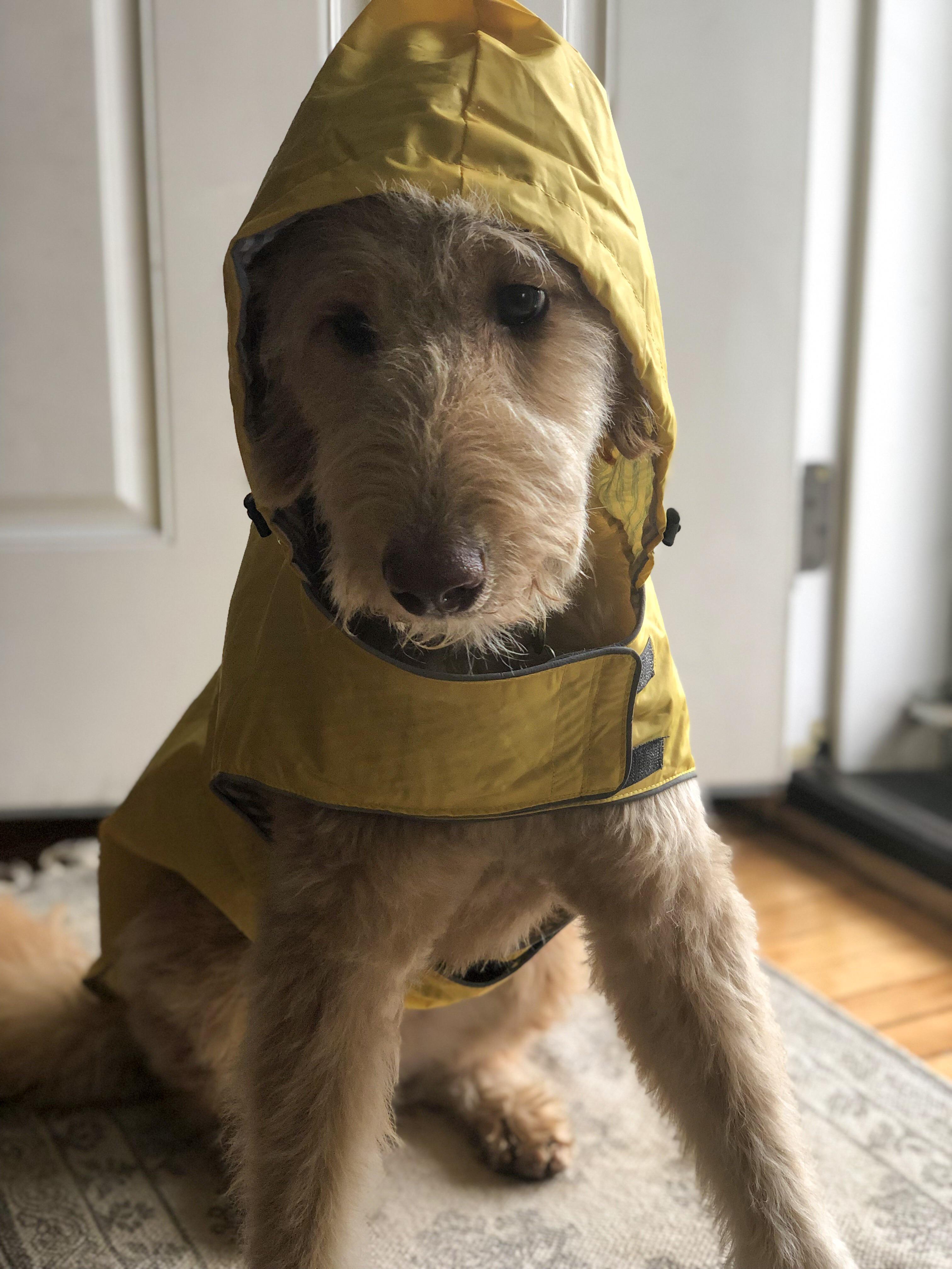 Rain ready ☔️💛 r/Goldendoodles