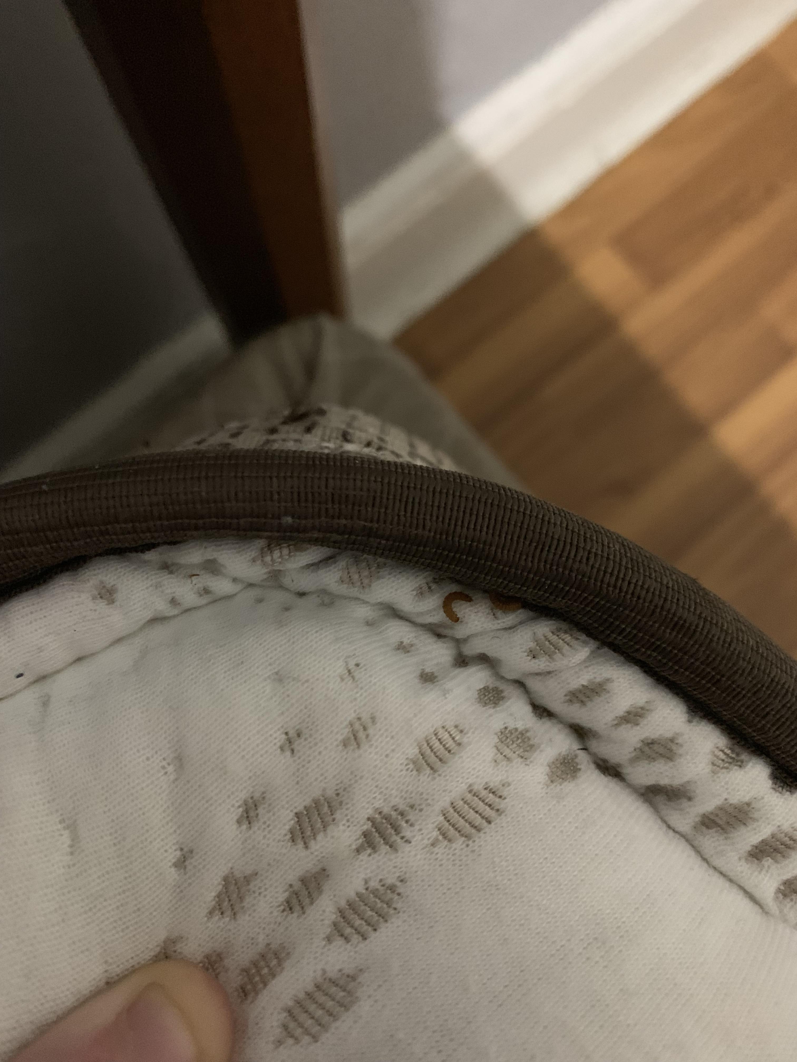 What are these maggots/larva? I just discovered them wriggling around