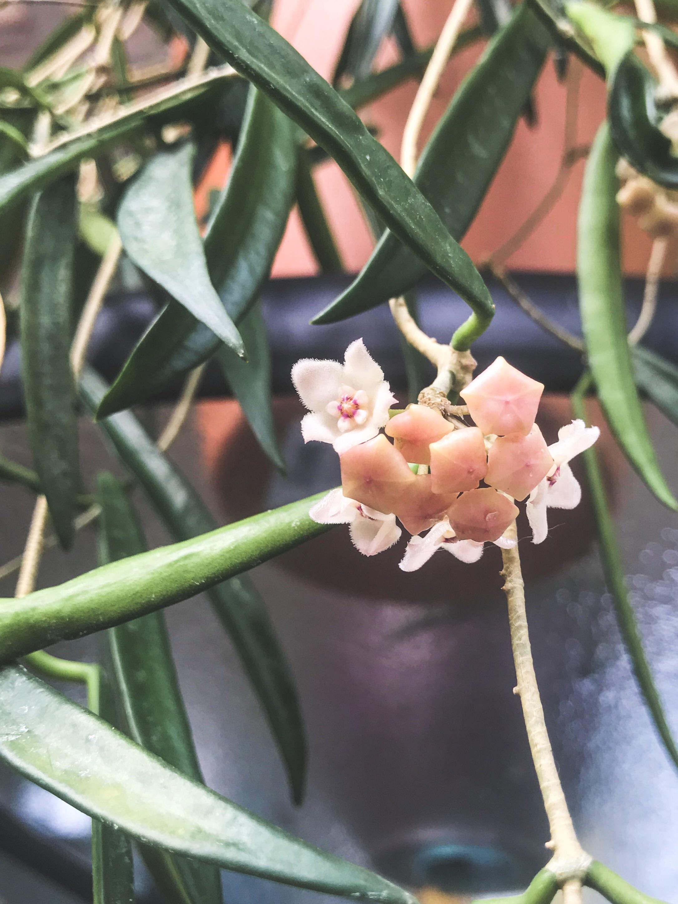 My string bean Hoya has started to bloom. They smell so lovely r