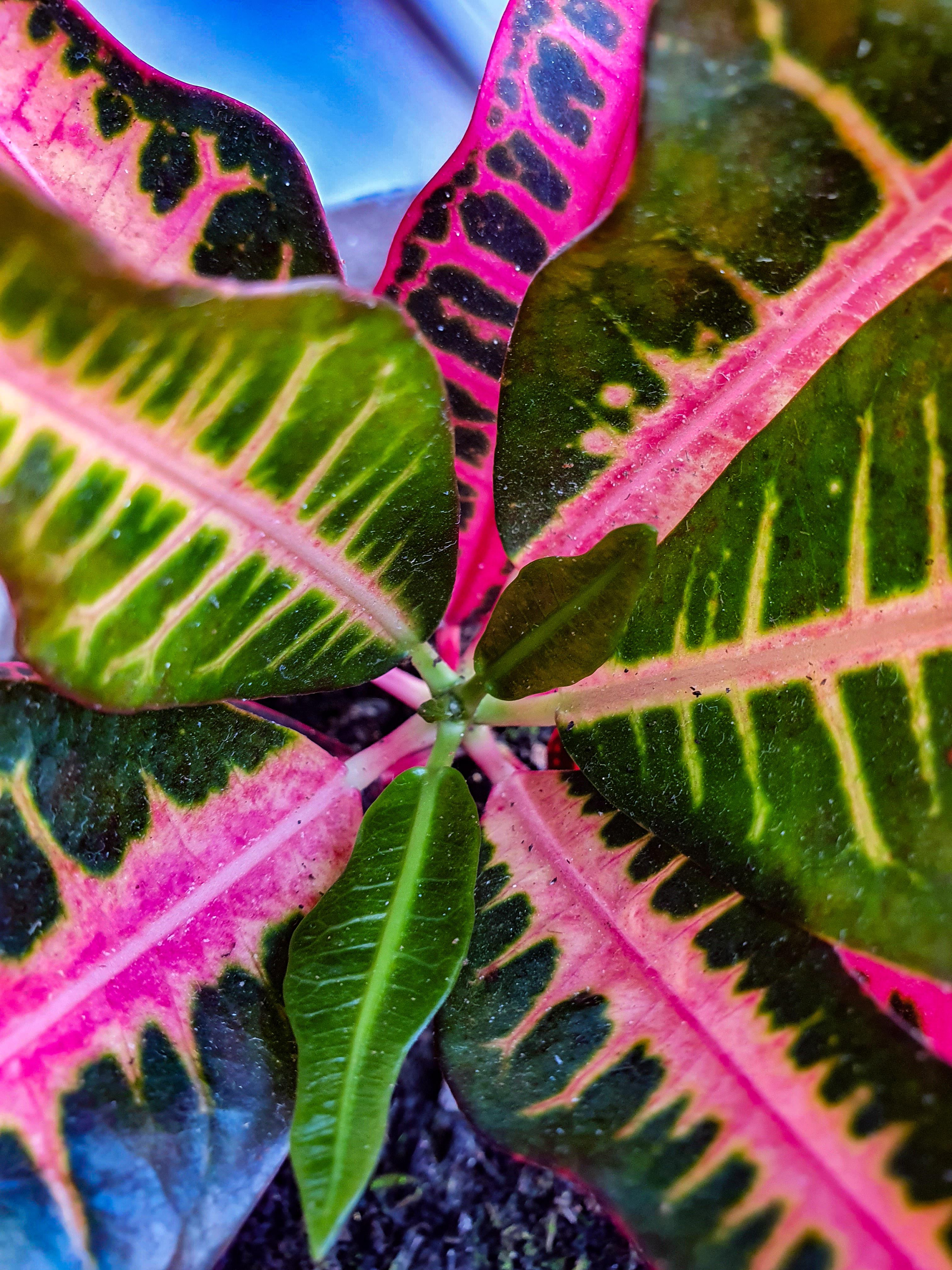 My croton finally did something r/houseplants