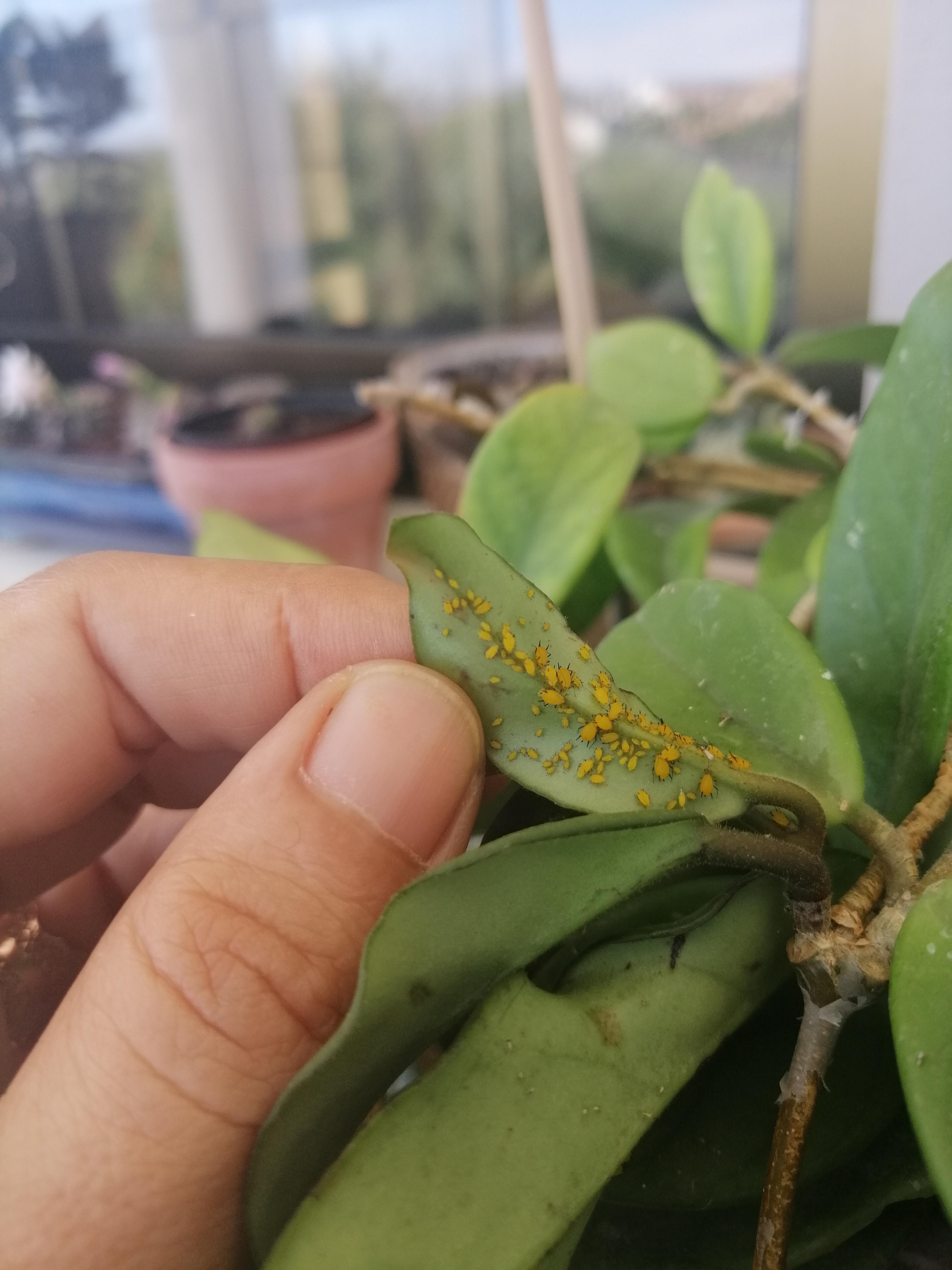Saw these yellow bugs on my Hoya. What are they? How do I treat this