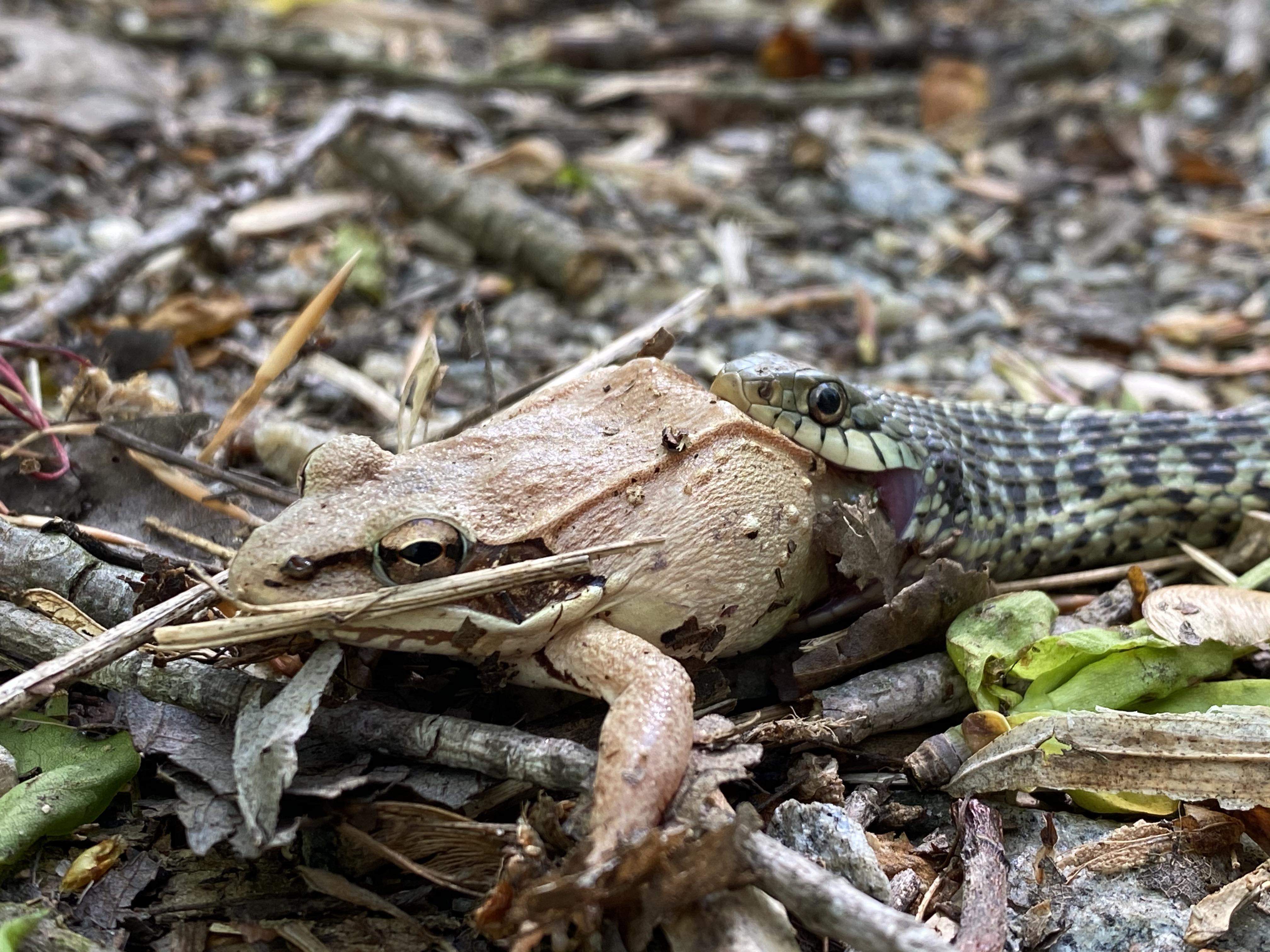 Snake eating toad alive r/natureismetal