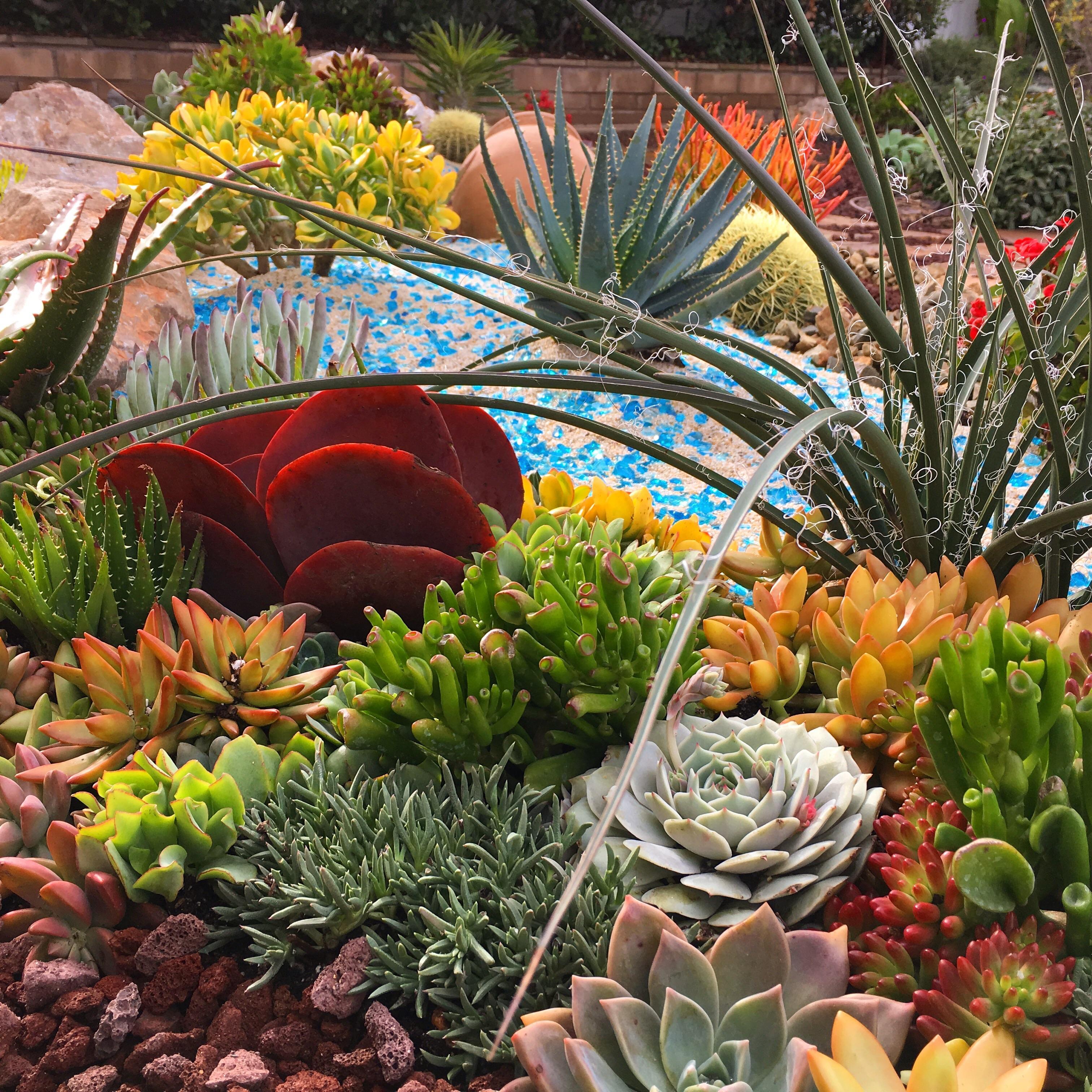 My SoCal succulent garden r/succulents